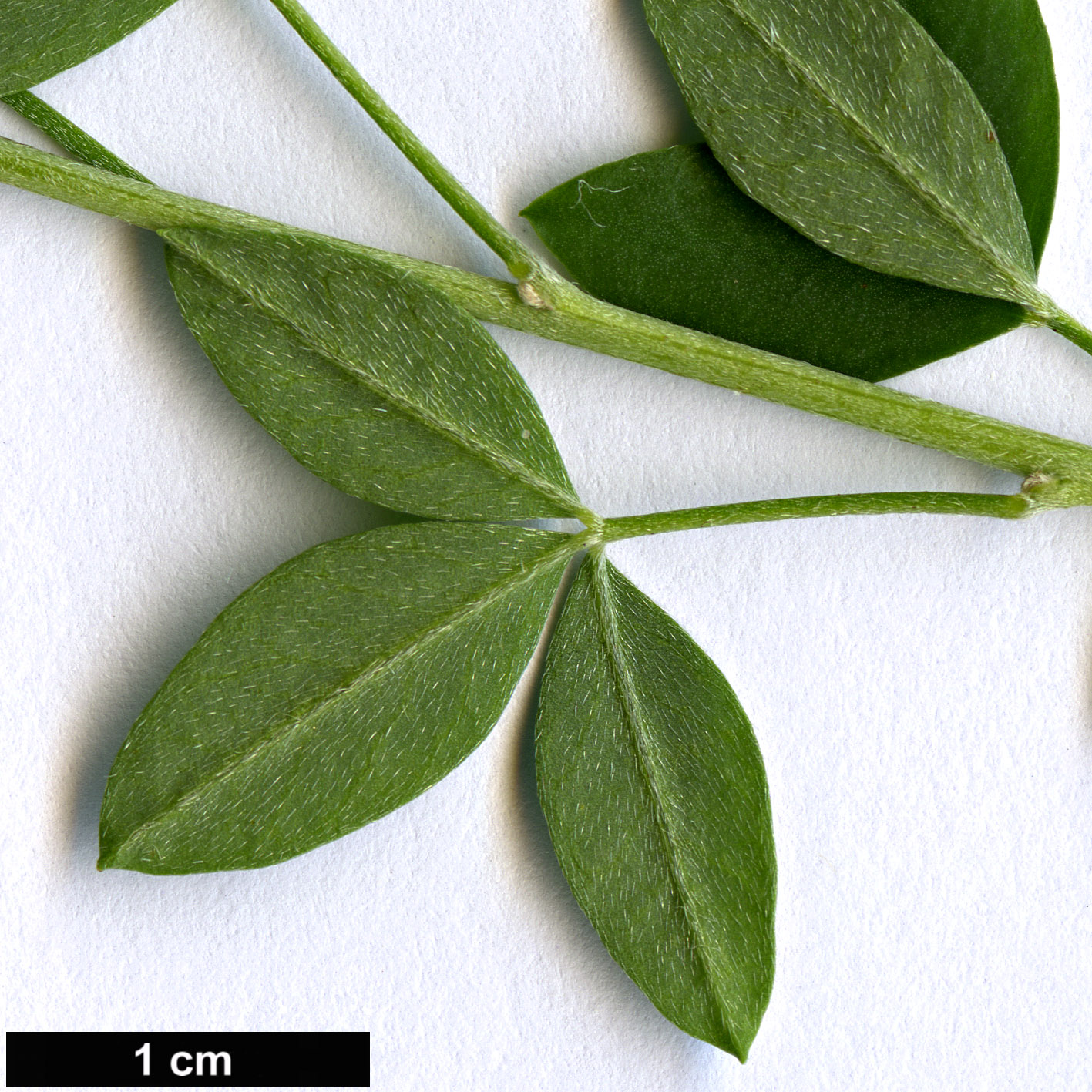 High resolution image: Family: Fabaceae - Genus: Cytisus - Taxon: nigricans - SpeciesSub: ’Cyni’