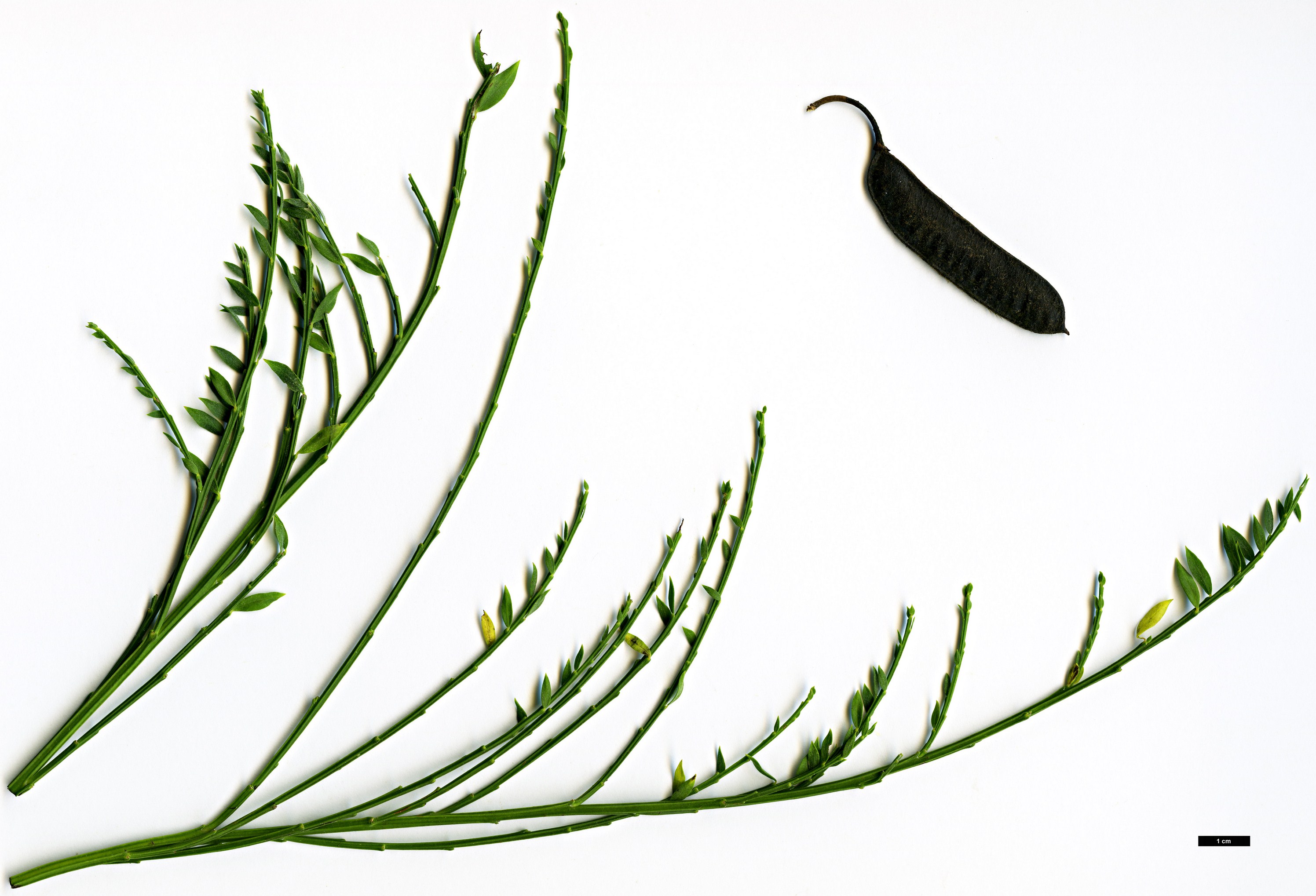 High resolution image: Family: Fabaceae - Genus: Cytisus - Taxon: scoparius