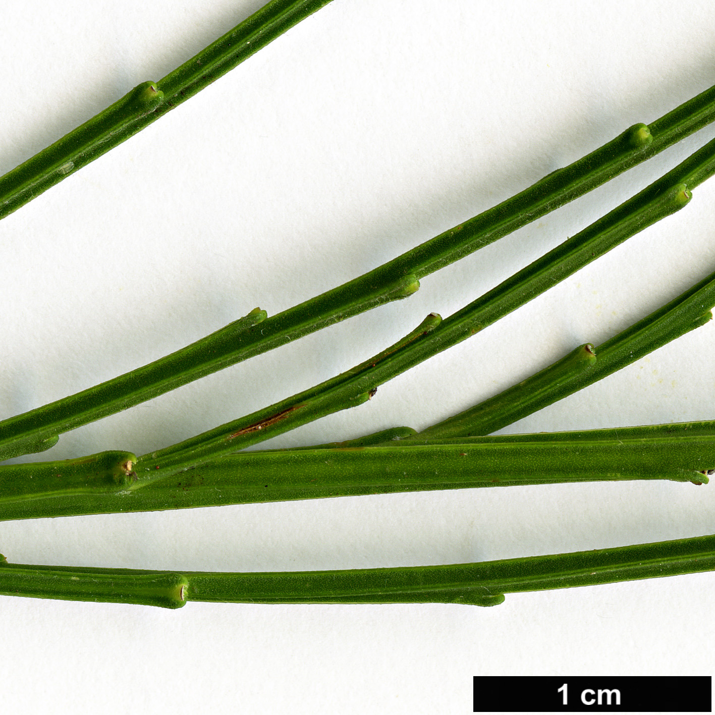 High resolution image: Family: Fabaceae - Genus: Cytisus - Taxon: scoparius