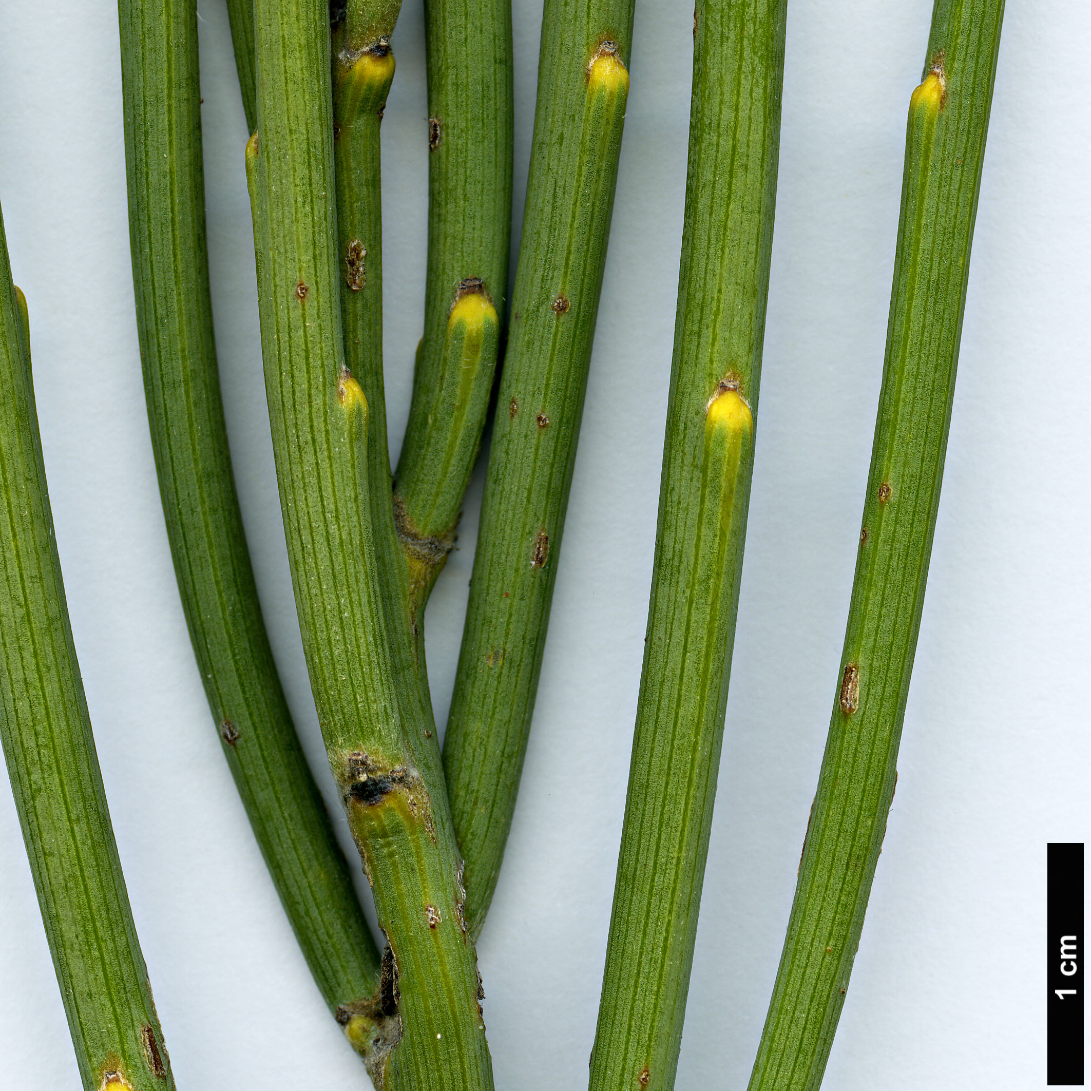 High resolution image: Family: Fabaceae - Genus: Cytisus - Taxon: supranubius