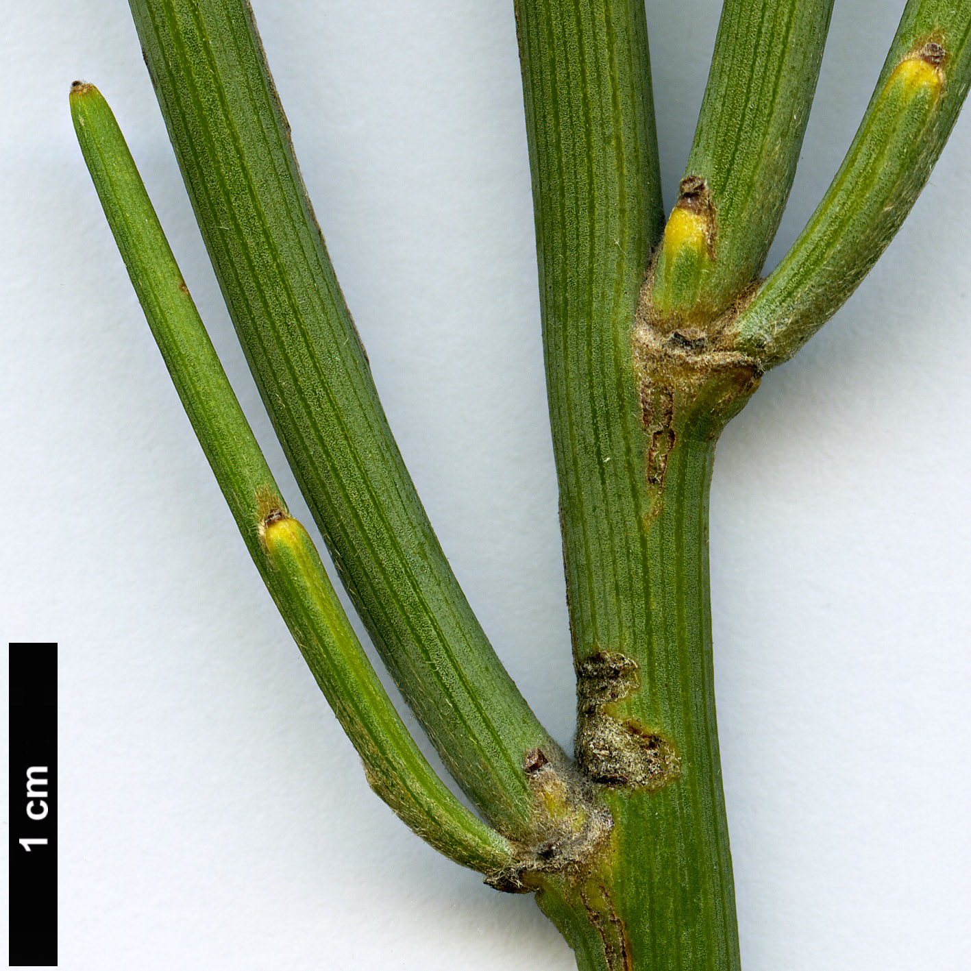 High resolution image: Family: Fabaceae - Genus: Cytisus - Taxon: supranubius