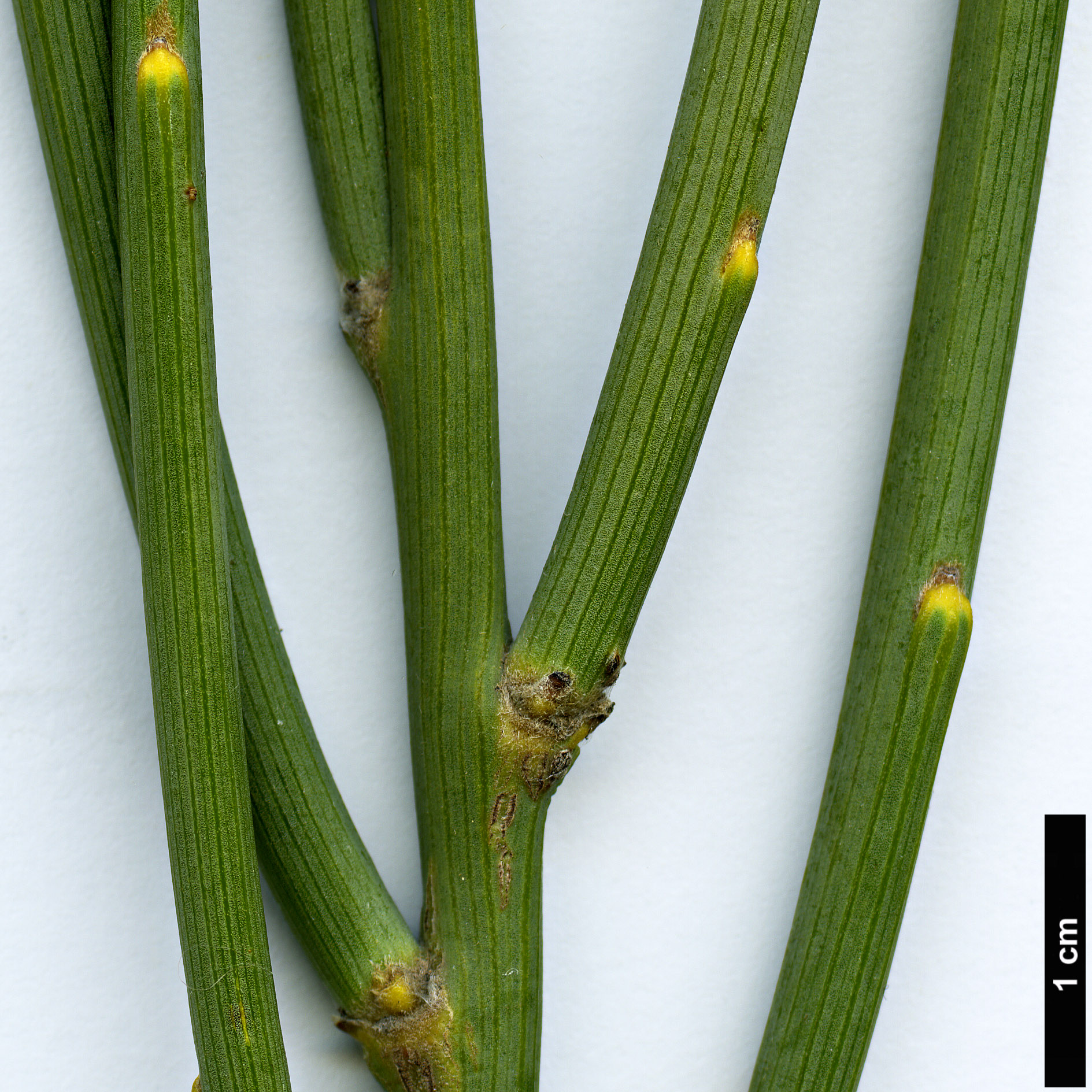 High resolution image: Family: Fabaceae - Genus: Cytisus - Taxon: supranubius