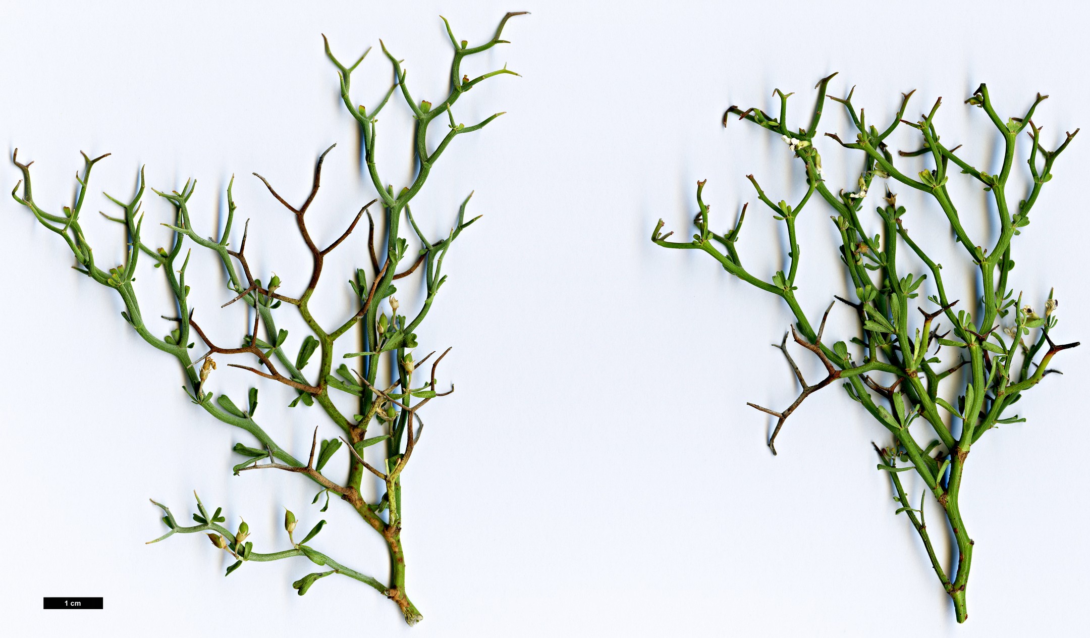 High resolution image: Family: Fabaceae - Genus: Dorycnium - Taxon: fulgurans