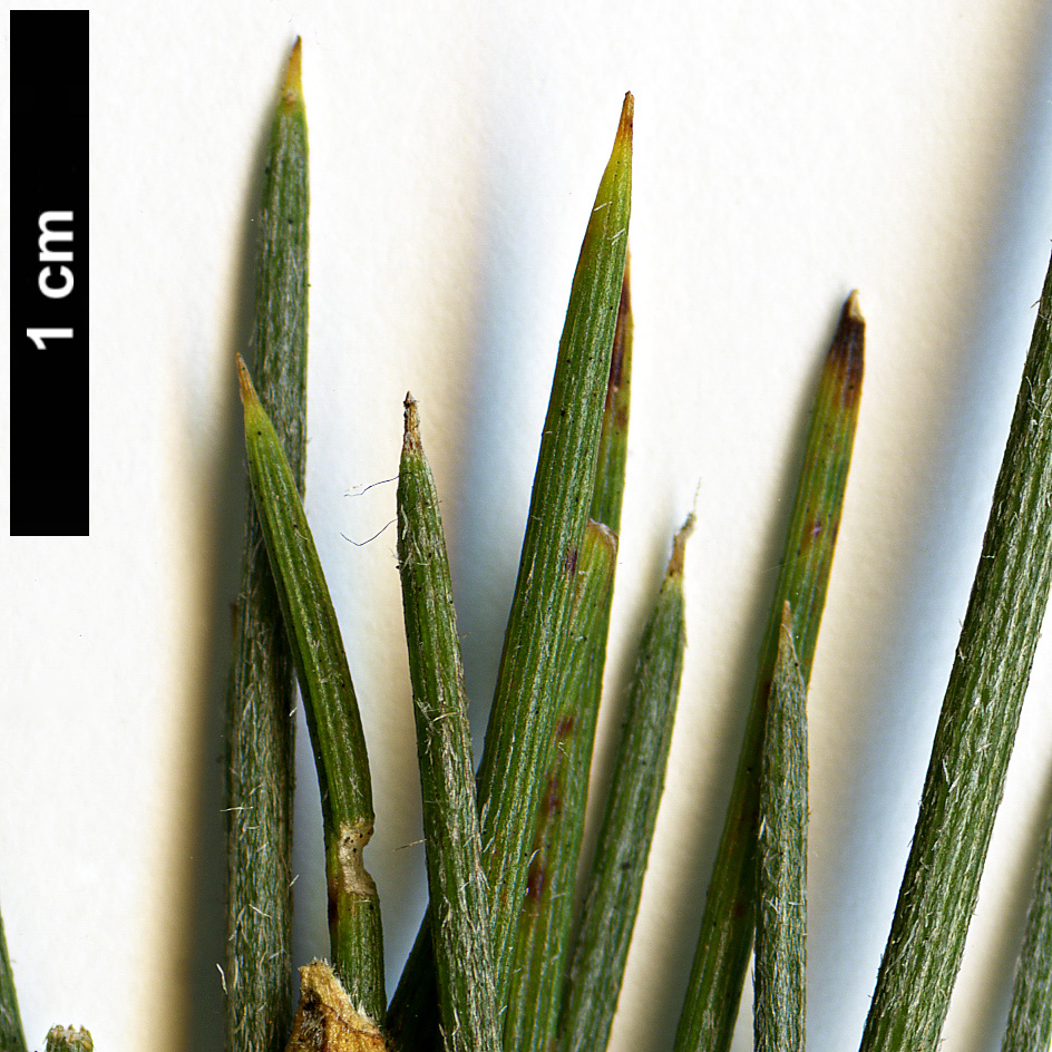 High resolution image: Family: Fabaceae - Genus: Erinacea - Taxon: anthyllis