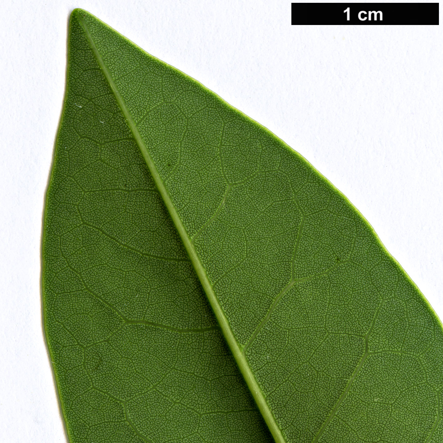 High resolution image: Family: Fabaceae - Genus: Erythrina - Taxon: crista-galli