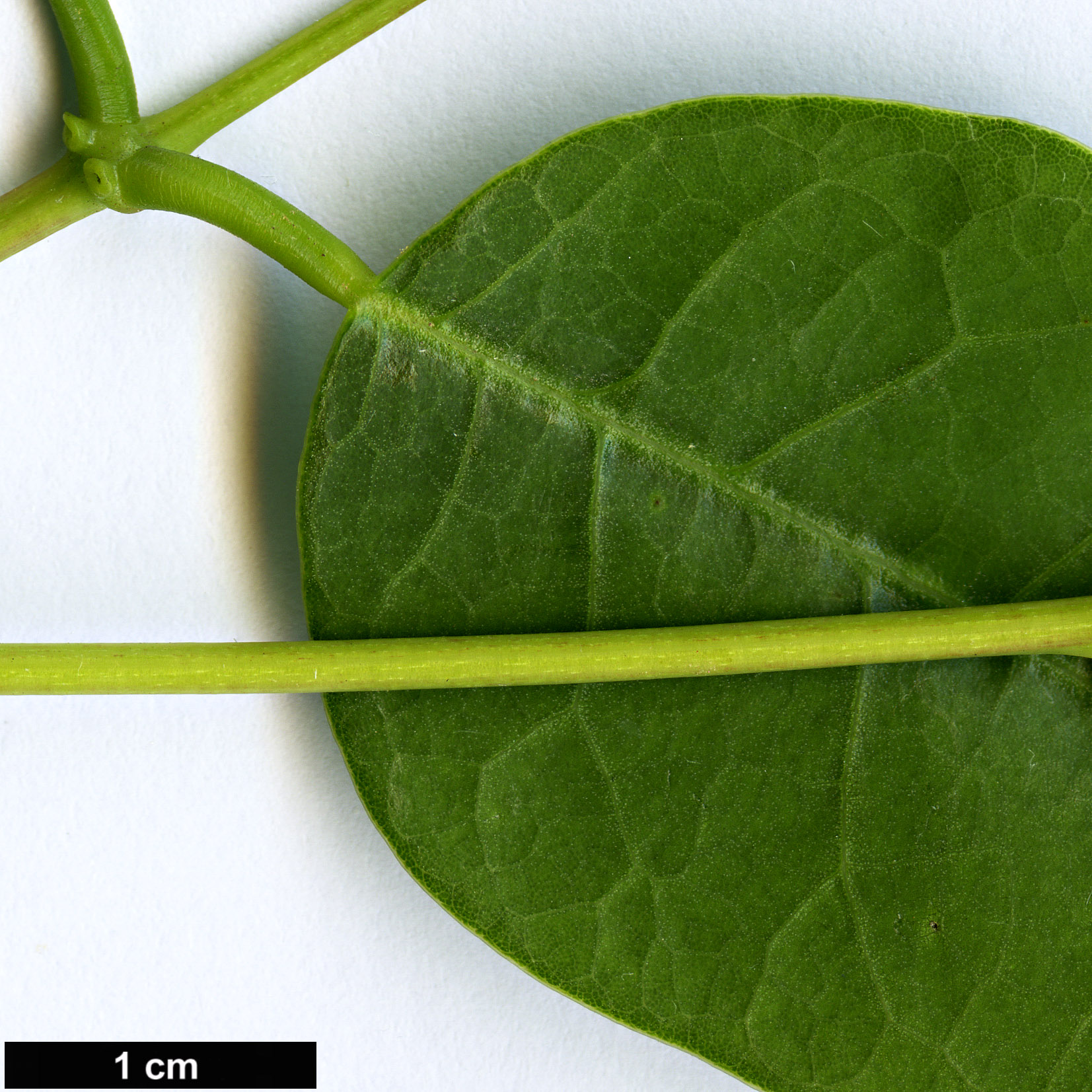 High resolution image: Family: Fabaceae - Genus: Erythrina - Taxon: crista-galli