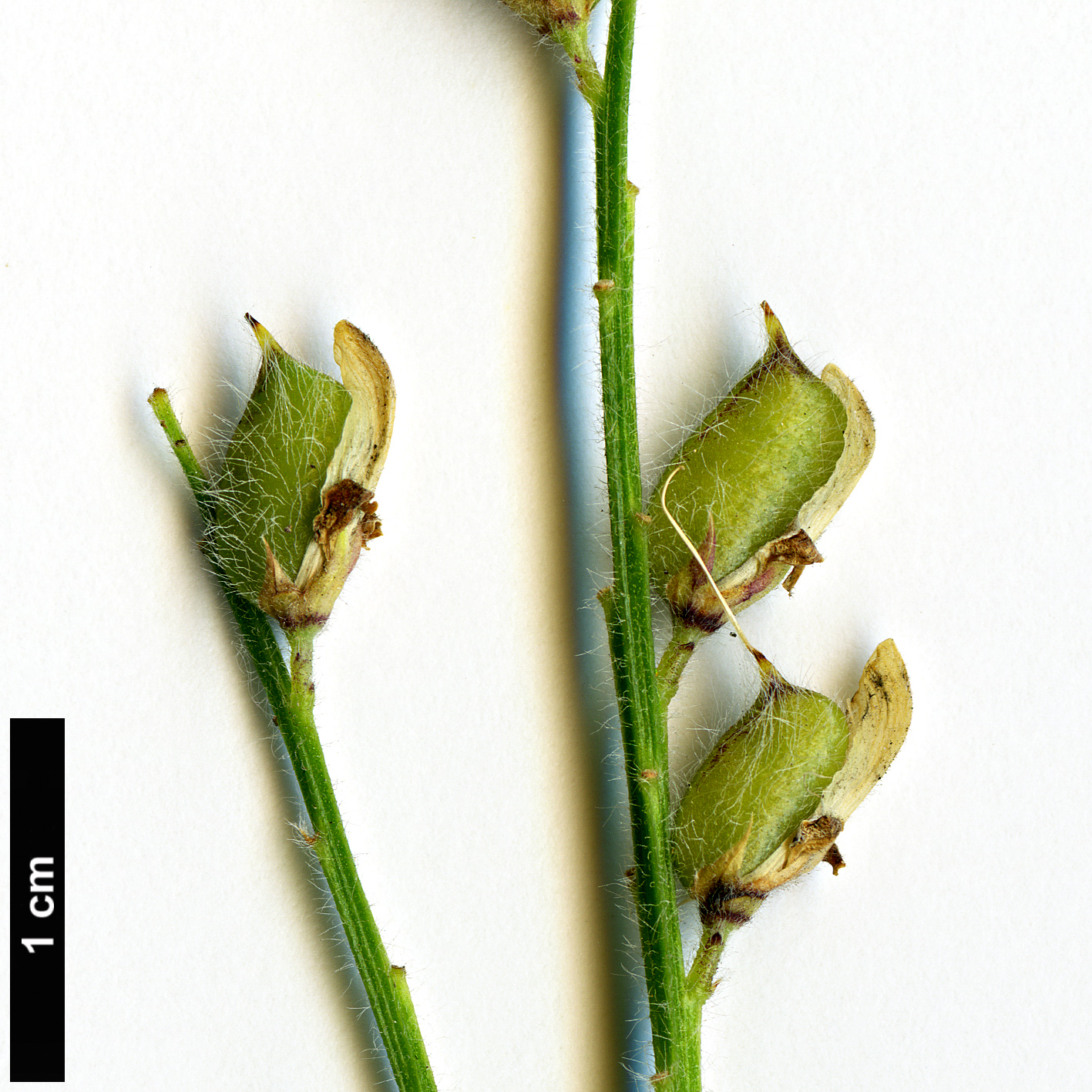 High resolution image: Family: Fabaceae - Genus: Genista - Taxon: germanica