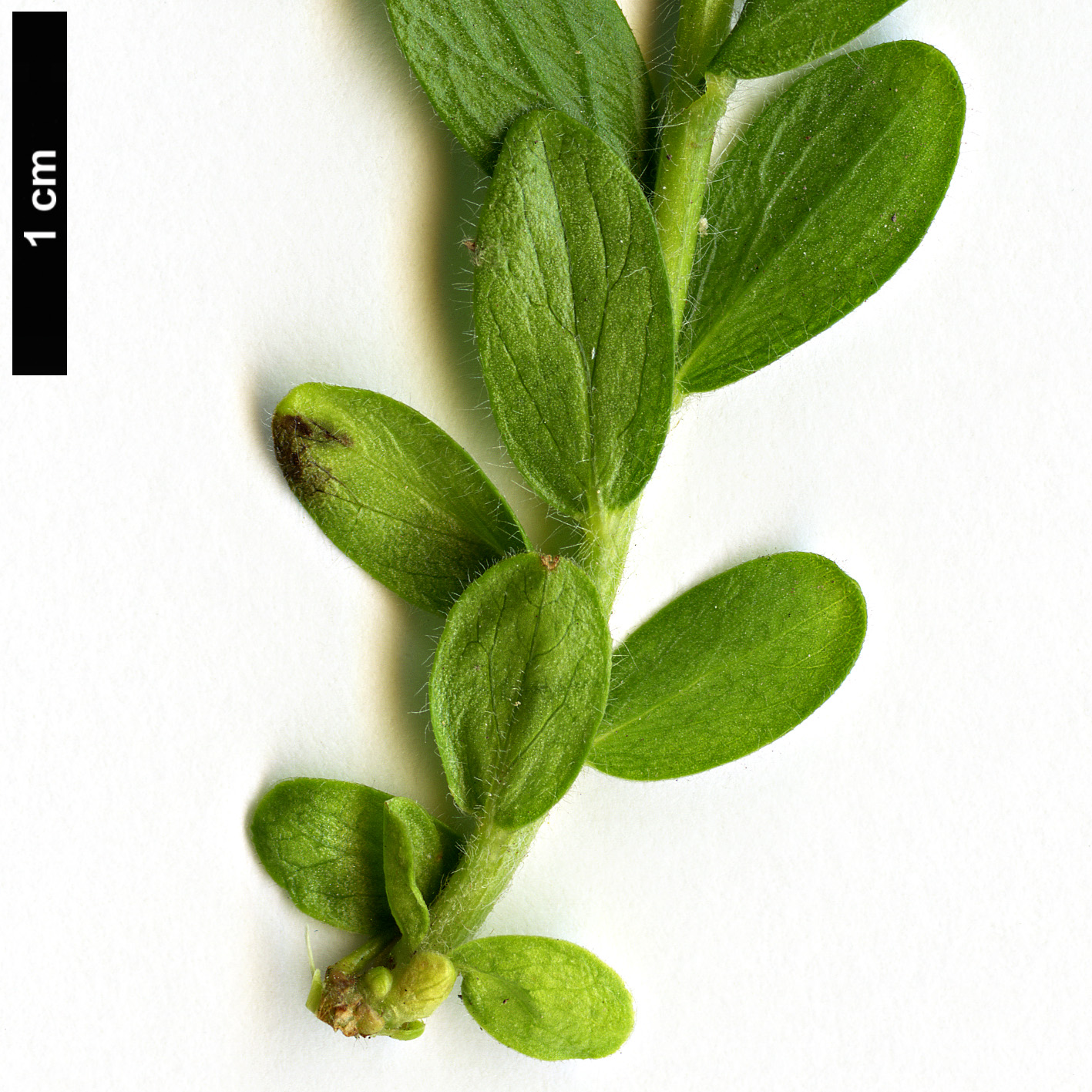 High resolution image: Family: Fabaceae - Genus: Genista - Taxon: germanica