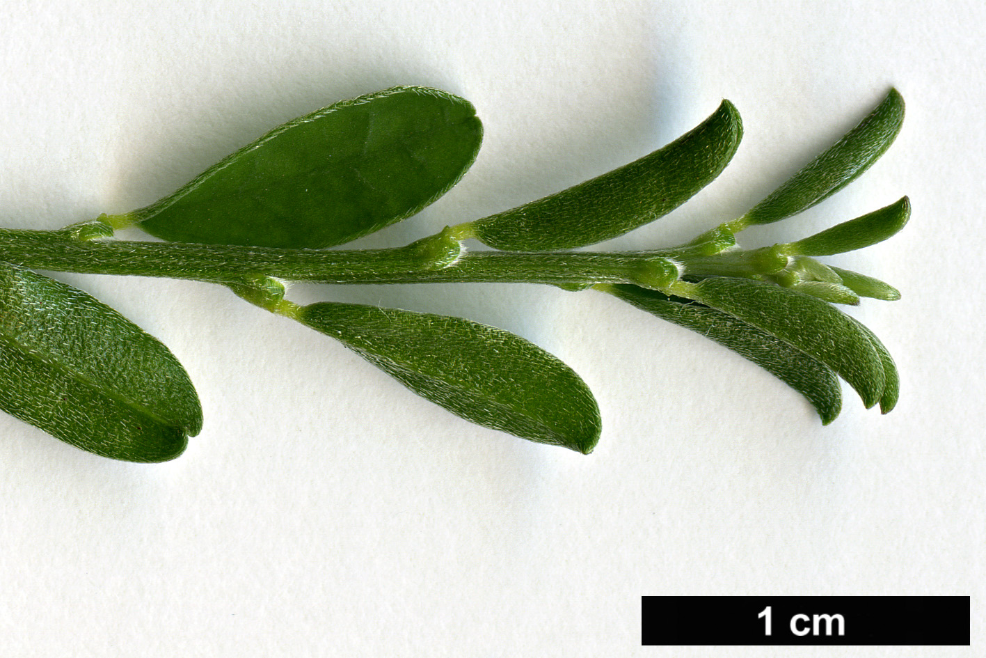 High resolution image: Family: Fabaceae - Genus: Genista - Taxon: pilosa