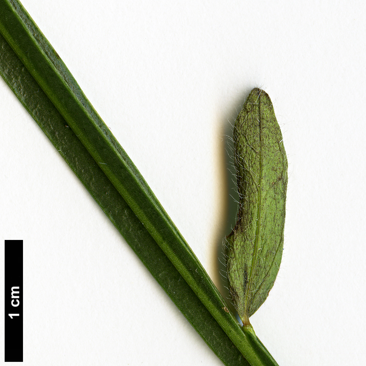 High resolution image: Family: Fabaceae - Genus: Genista - Taxon: sagittalis