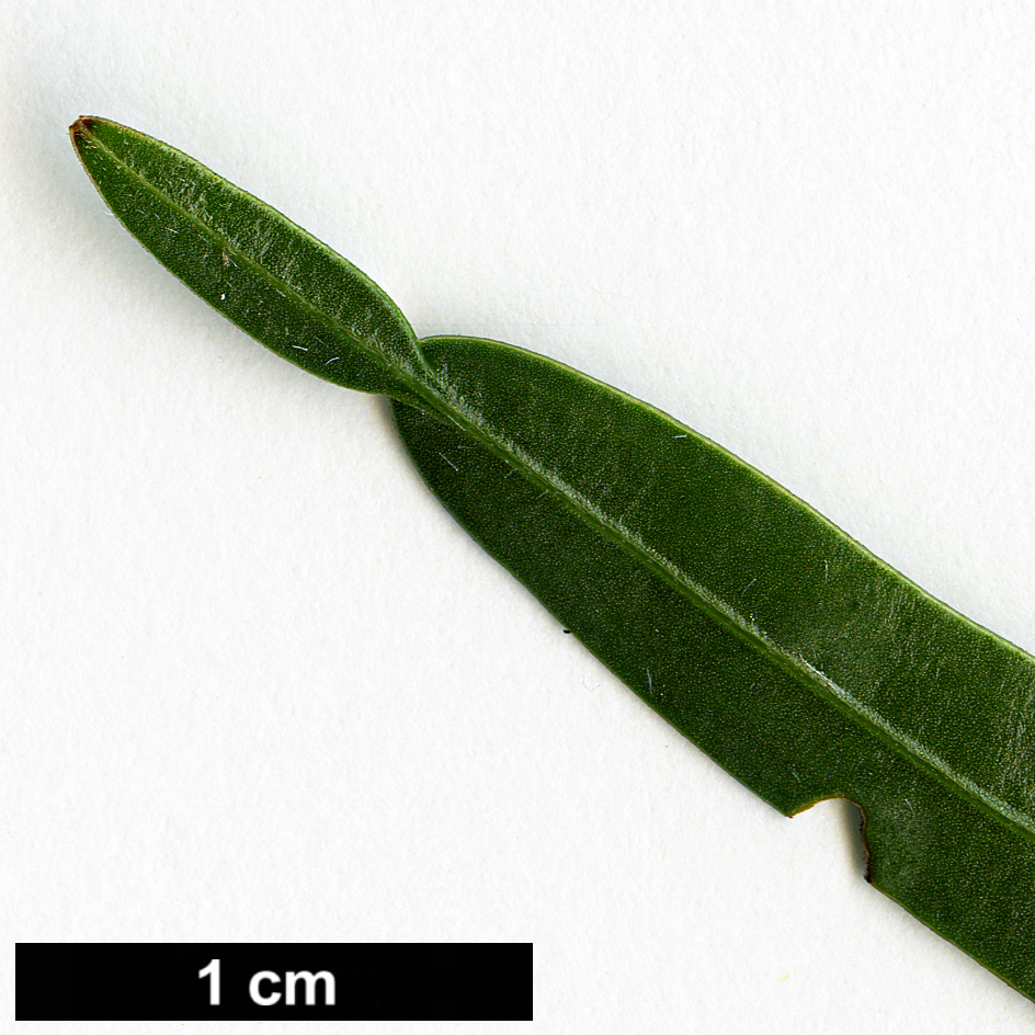 High resolution image: Family: Fabaceae - Genus: Genista - Taxon: sagittalis