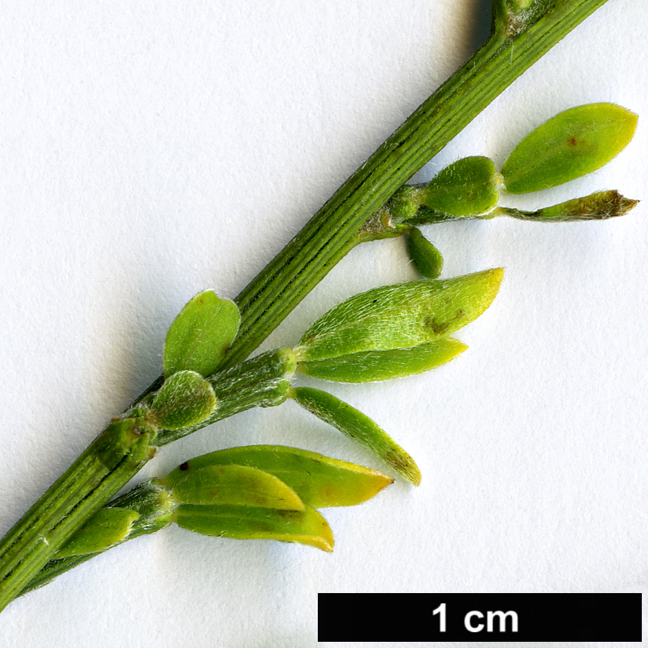 High resolution image: Family: Fabaceae - Genus: Genista - Taxon: salzmannii