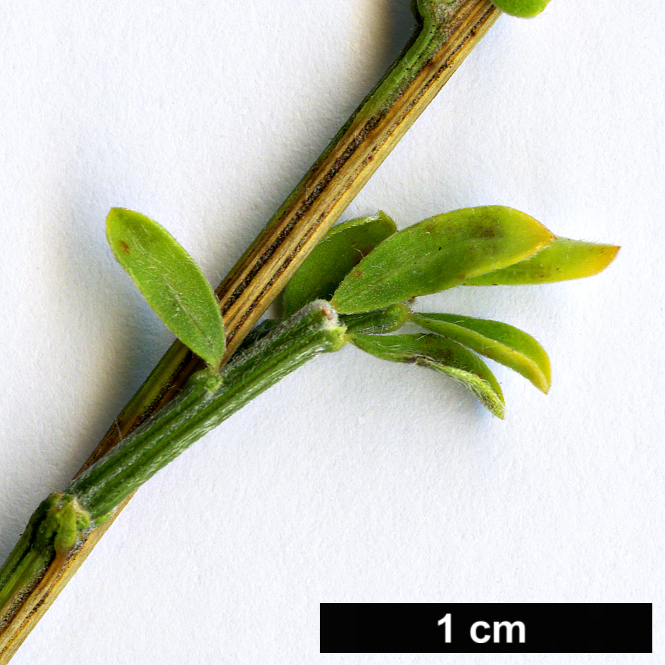 High resolution image: Family: Fabaceae - Genus: Genista - Taxon: salzmannii