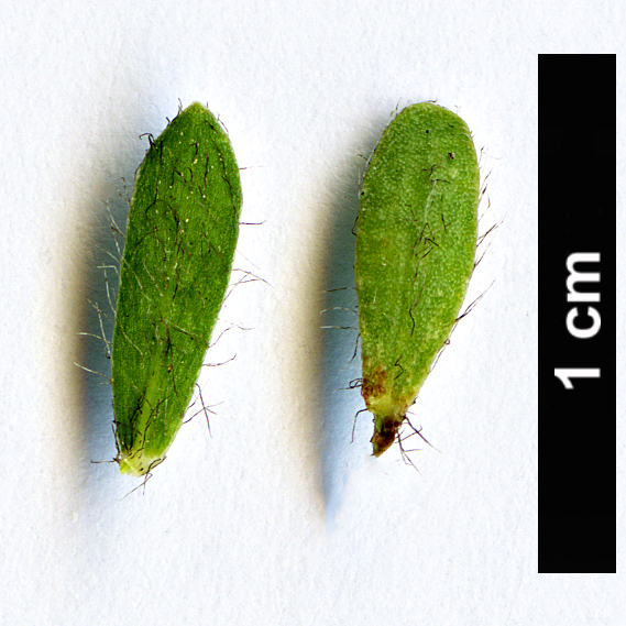 High resolution image: Family: Fabaceae - Genus: Genista - Taxon: sylvestris