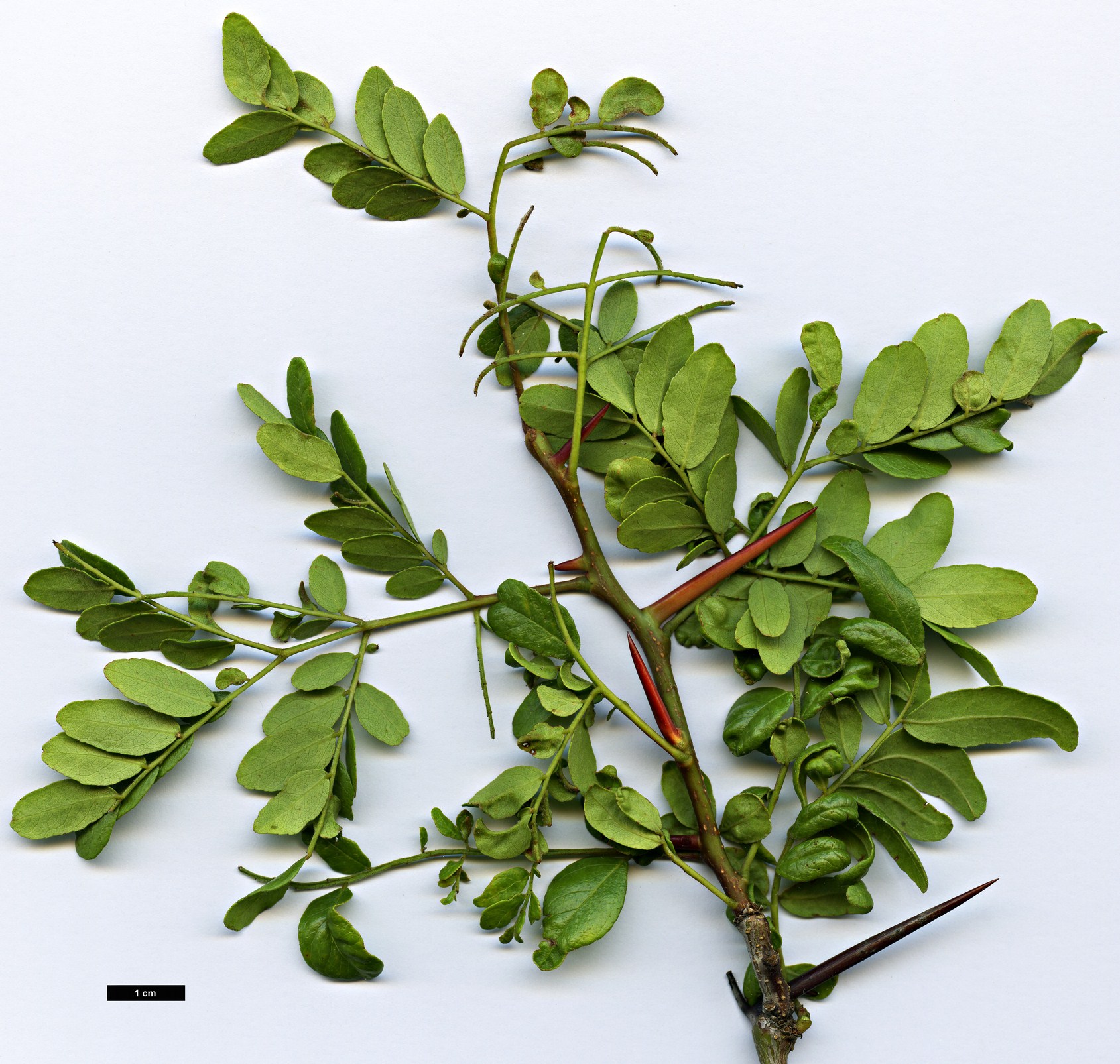 High resolution image: Family: Fabaceae - Genus: Gleditsia - Taxon: aquatica