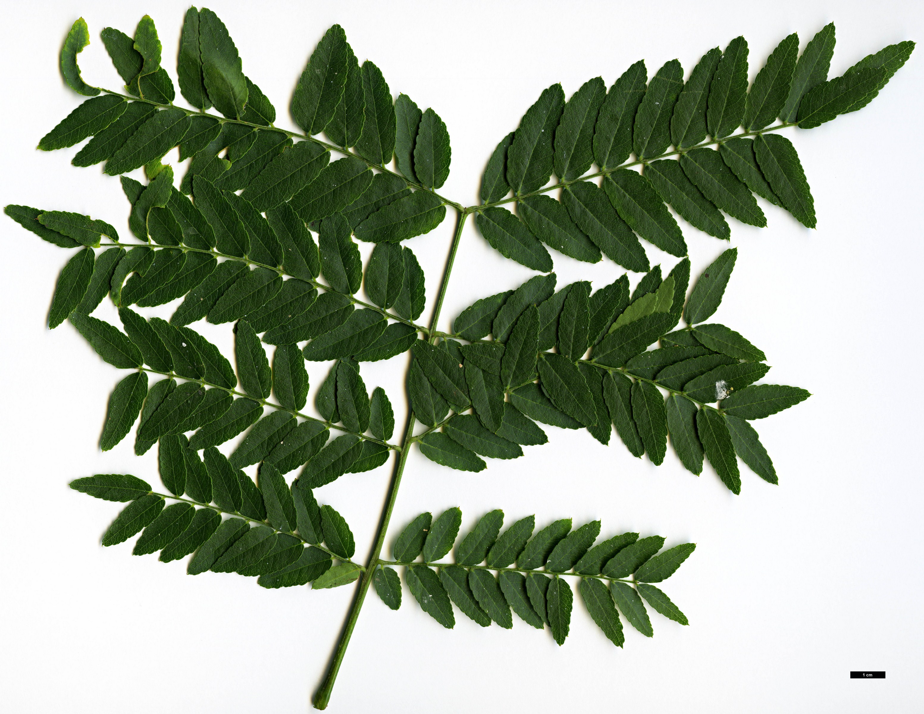 High resolution image: Family: Fabaceae - Genus: Gleditsia - Taxon: caspica