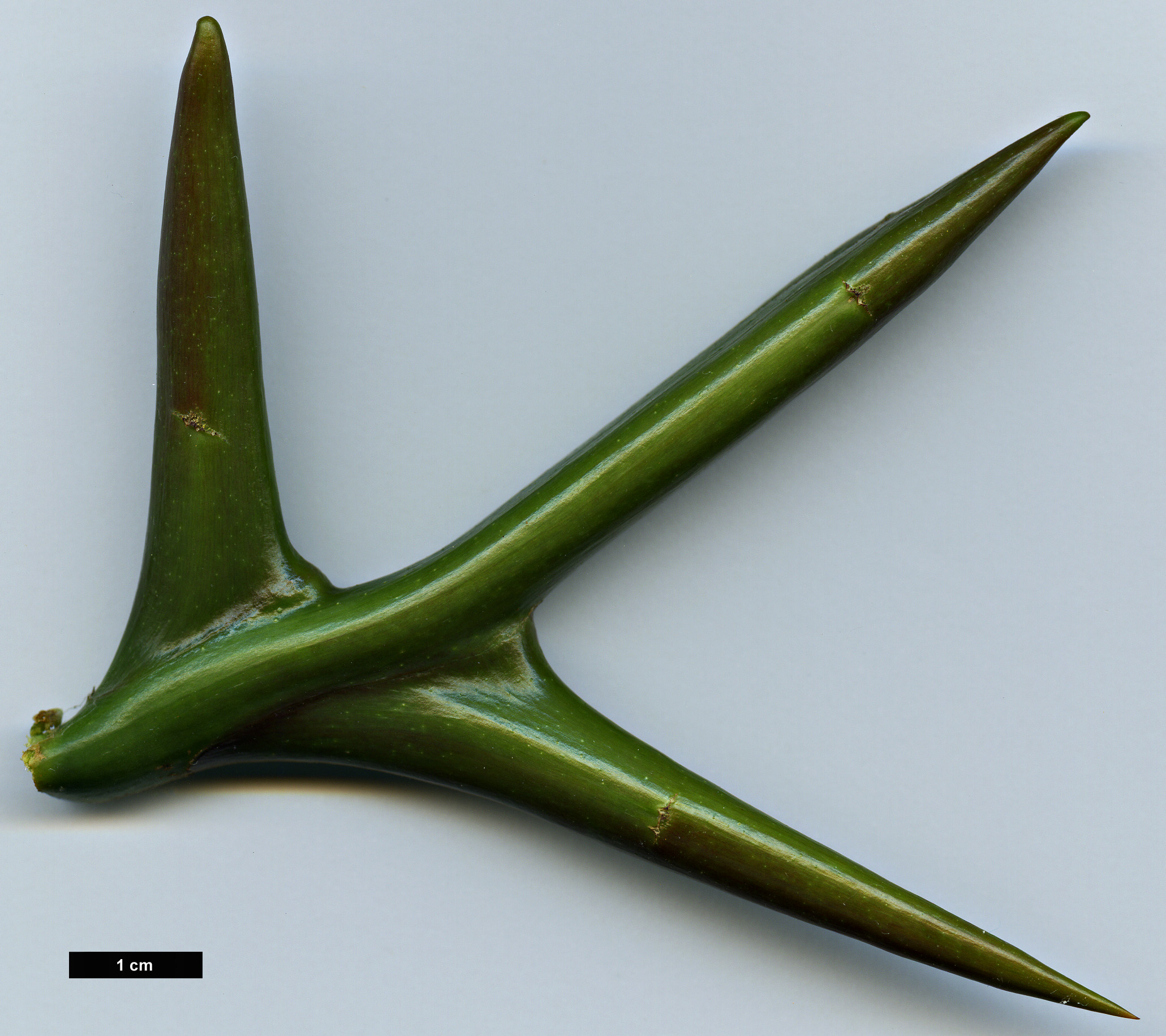 High resolution image: Family: Fabaceae - Genus: Gleditsia - Taxon: caspica