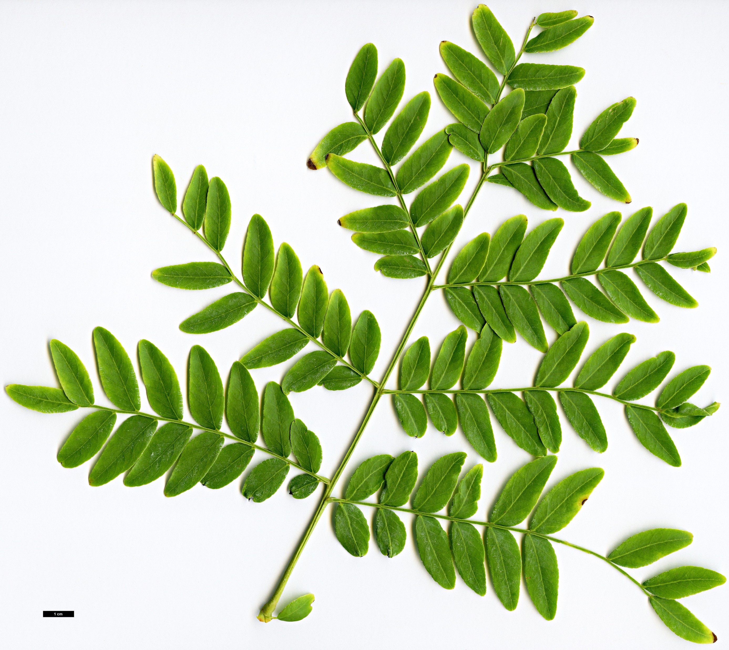 High resolution image: Family: Fabaceae - Genus: Gleditsia - Taxon: japonica