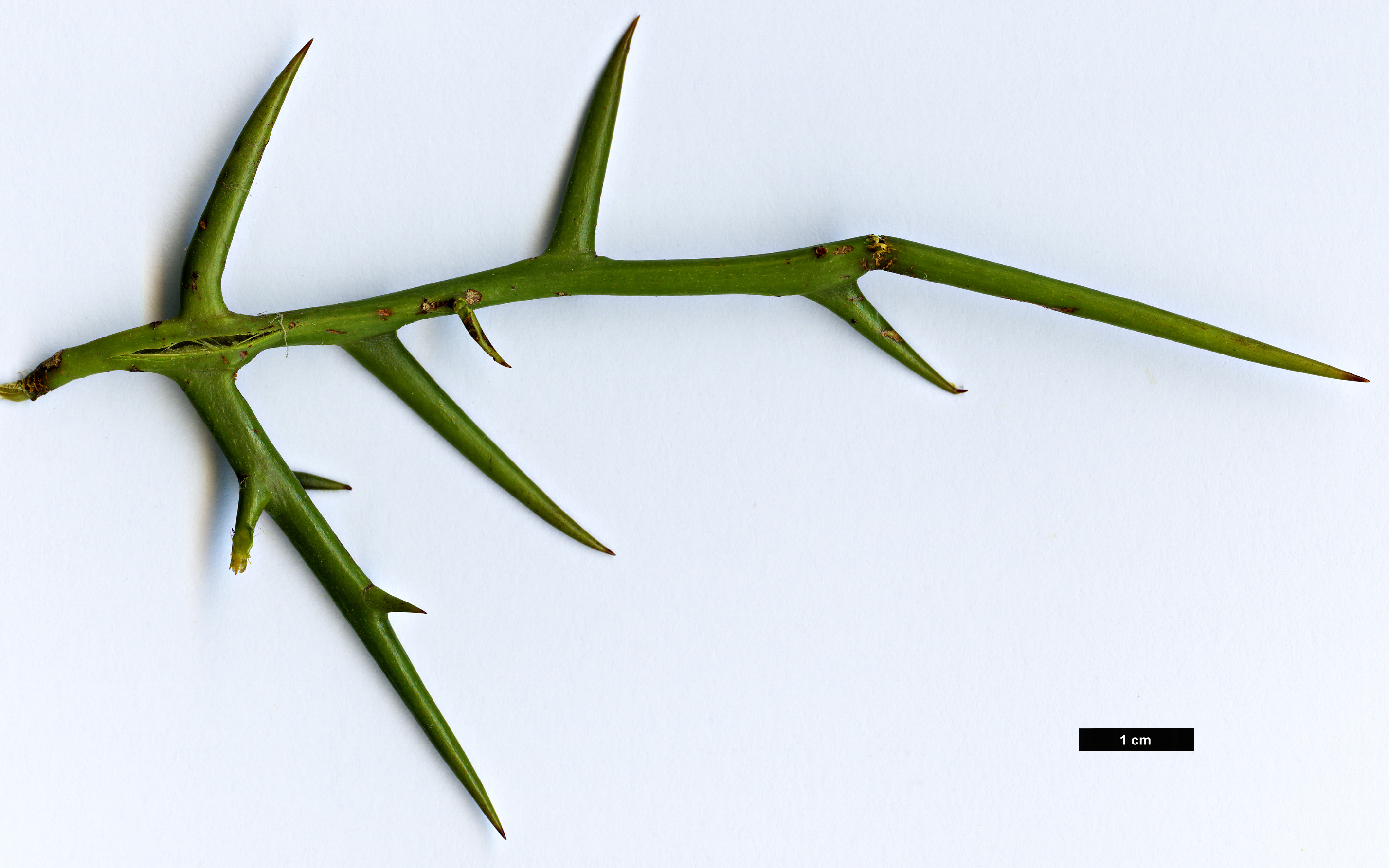 High resolution image: Family: Fabaceae - Genus: Gleditsia - Taxon: macracantha