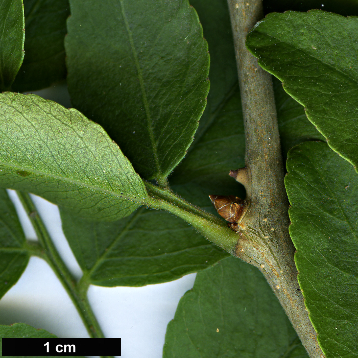 High resolution image: Family: Fabaceae - Genus: Gleditsia - Taxon: sinensis