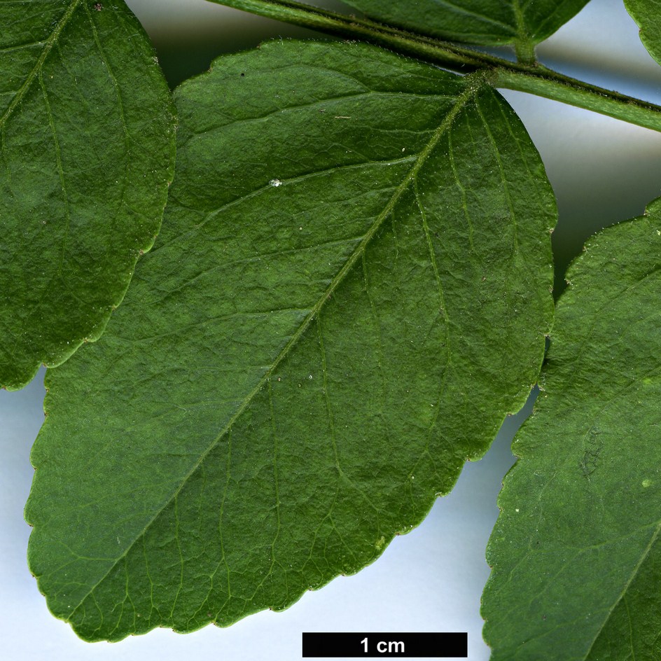 High resolution image: Family: Fabaceae - Genus: Gleditsia - Taxon: sinensis