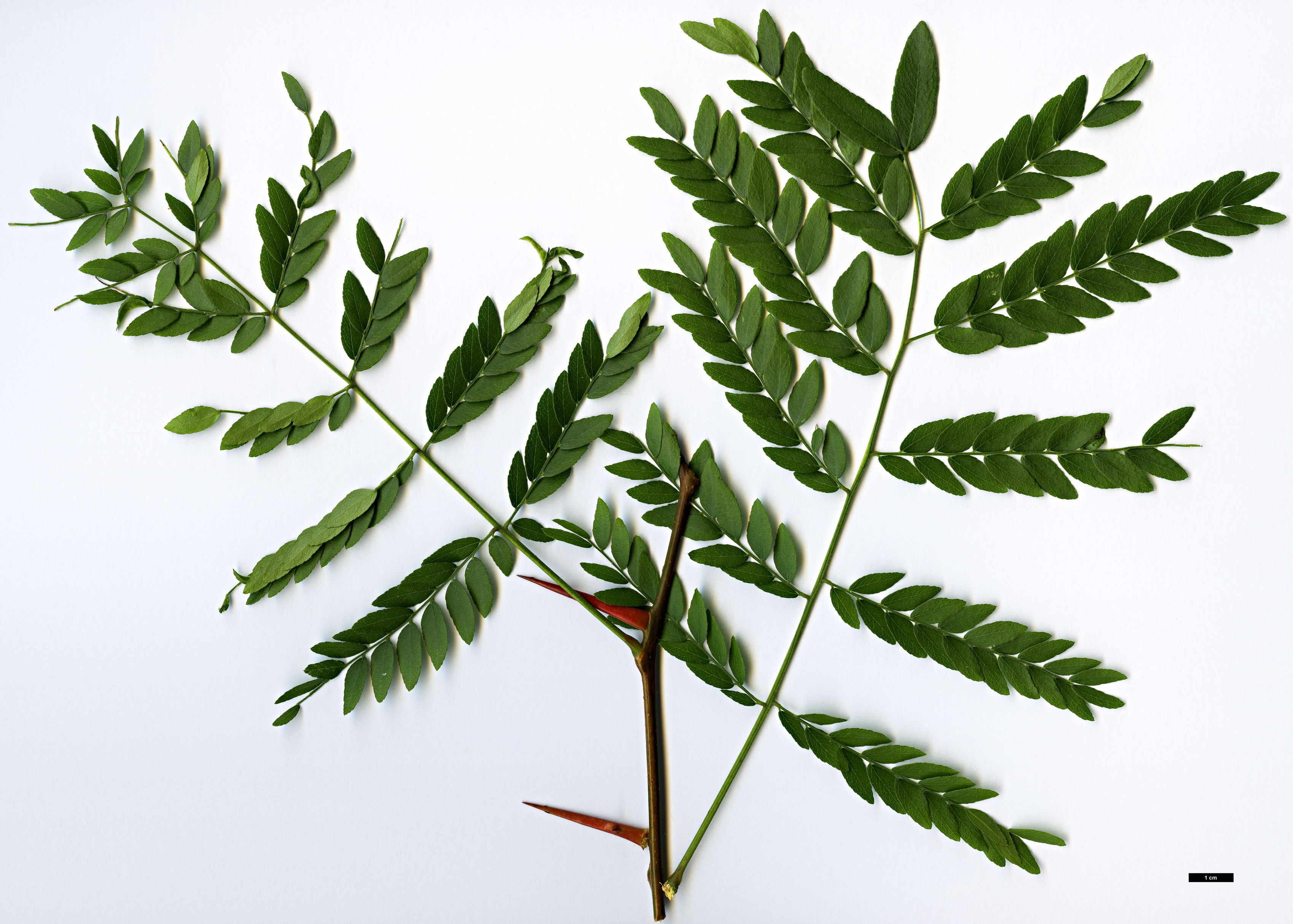 High resolution image: Family: Fabaceae - Genus: Gleditsia - Taxon: triacanthos