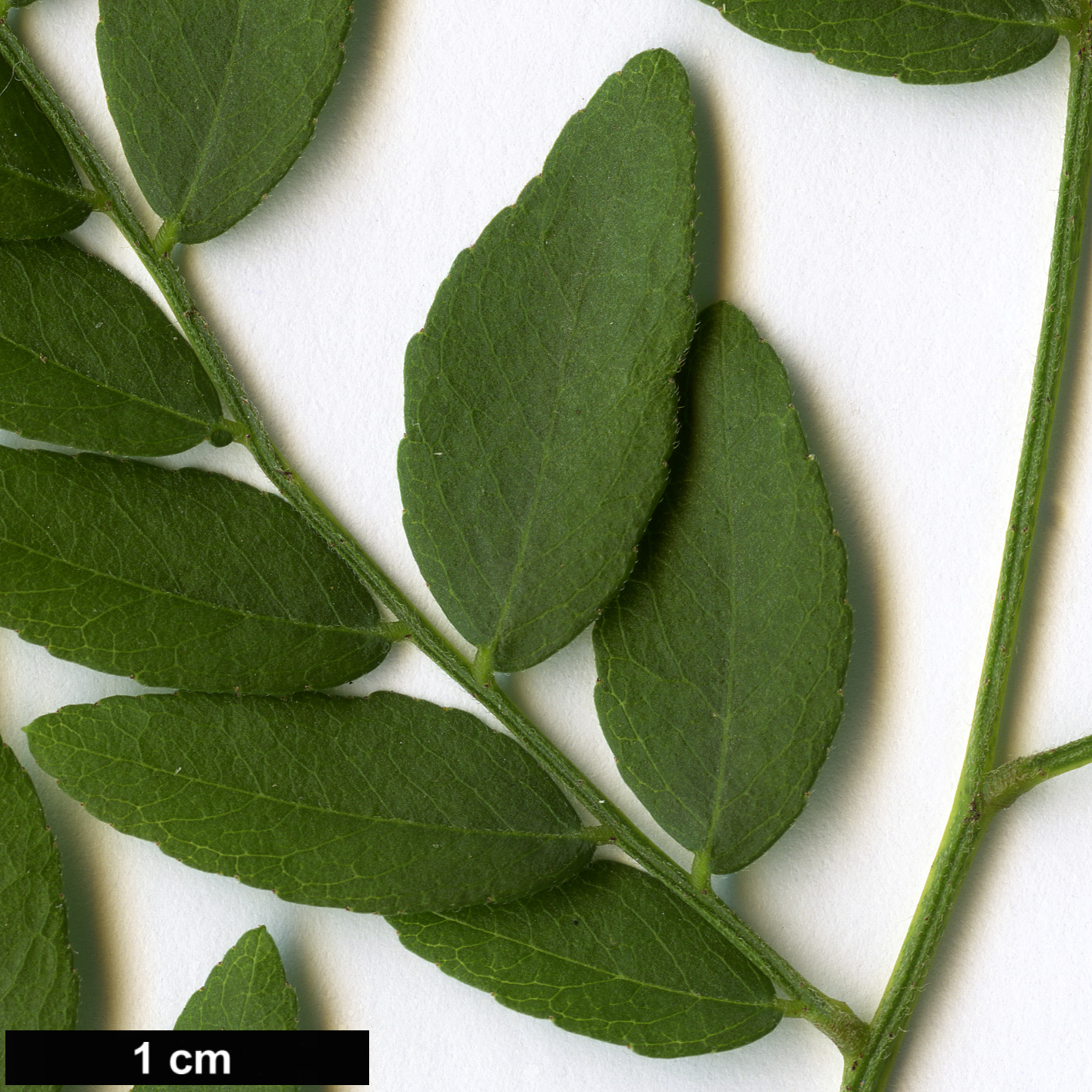 High resolution image: Family: Fabaceae - Genus: Gleditsia - Taxon: triacanthos