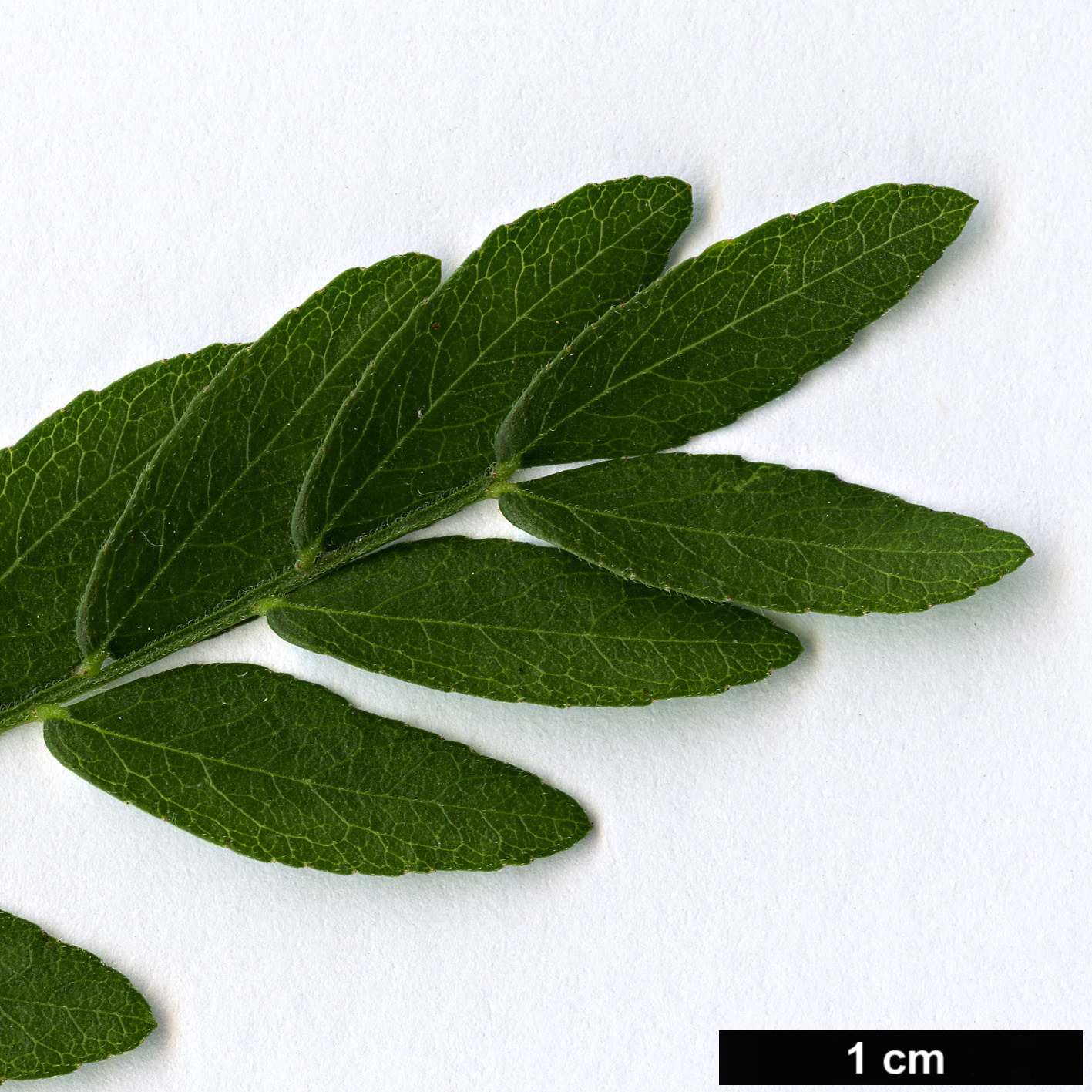 High resolution image: Family: Fabaceae - Genus: Gleditsia - Taxon: triacanthos