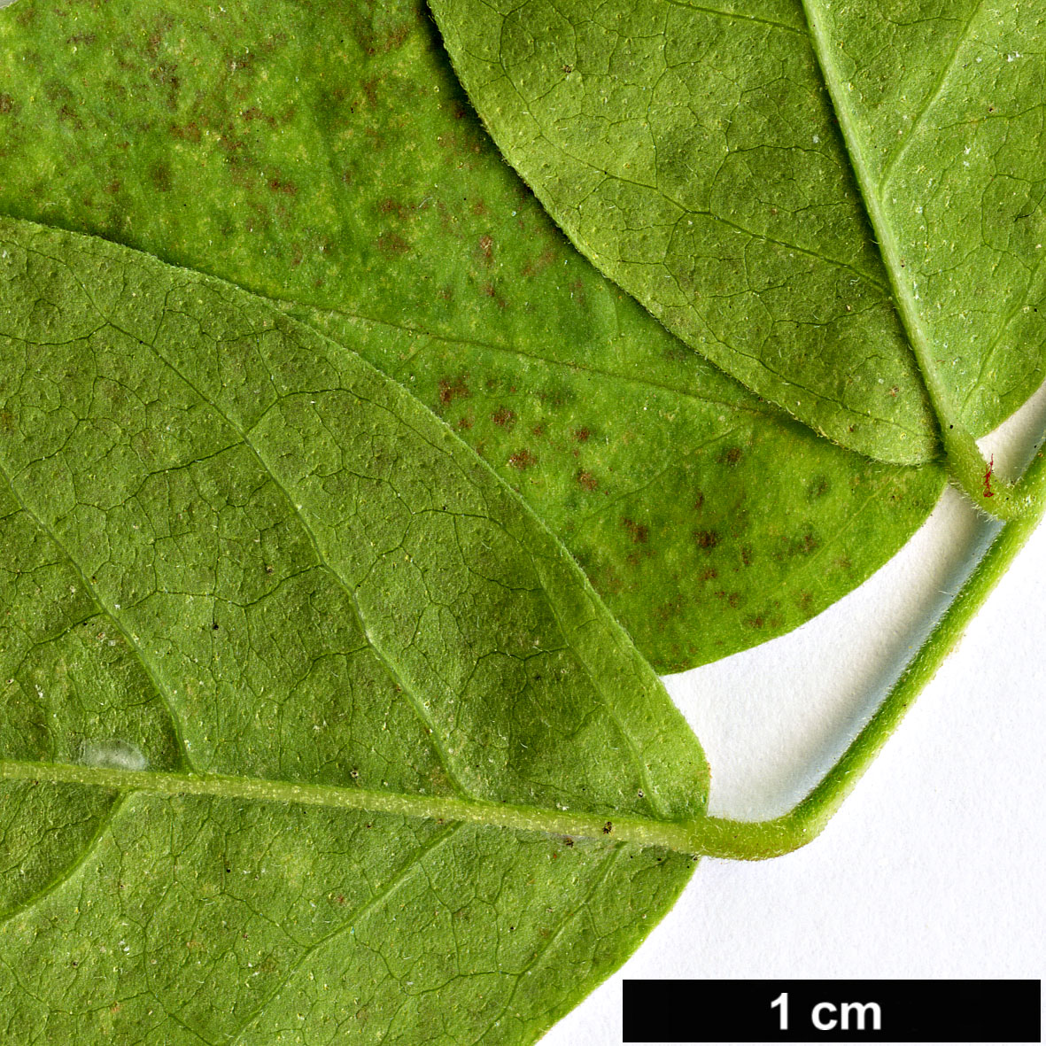High resolution image: Family: Fabaceae - Genus: Glycyrrhiza - Taxon: glabra