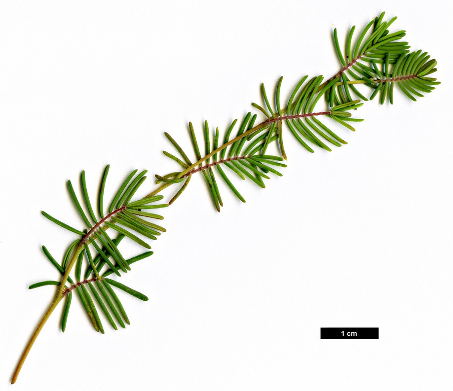 High resolution image: Family: Fabaceae - Genus: Gompholobium - Taxon: cyaninum