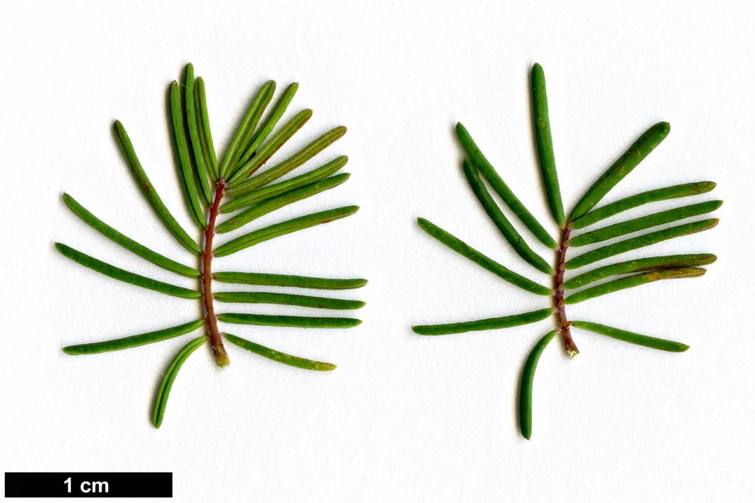 High resolution image: Family: Fabaceae - Genus: Gompholobium - Taxon: cyaninum