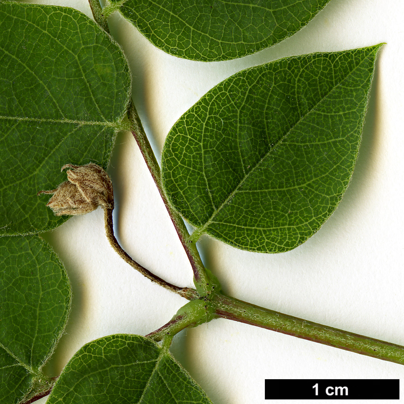 High resolution image: Family: Fabaceae - Genus: Gymnocladus - Taxon: dioica