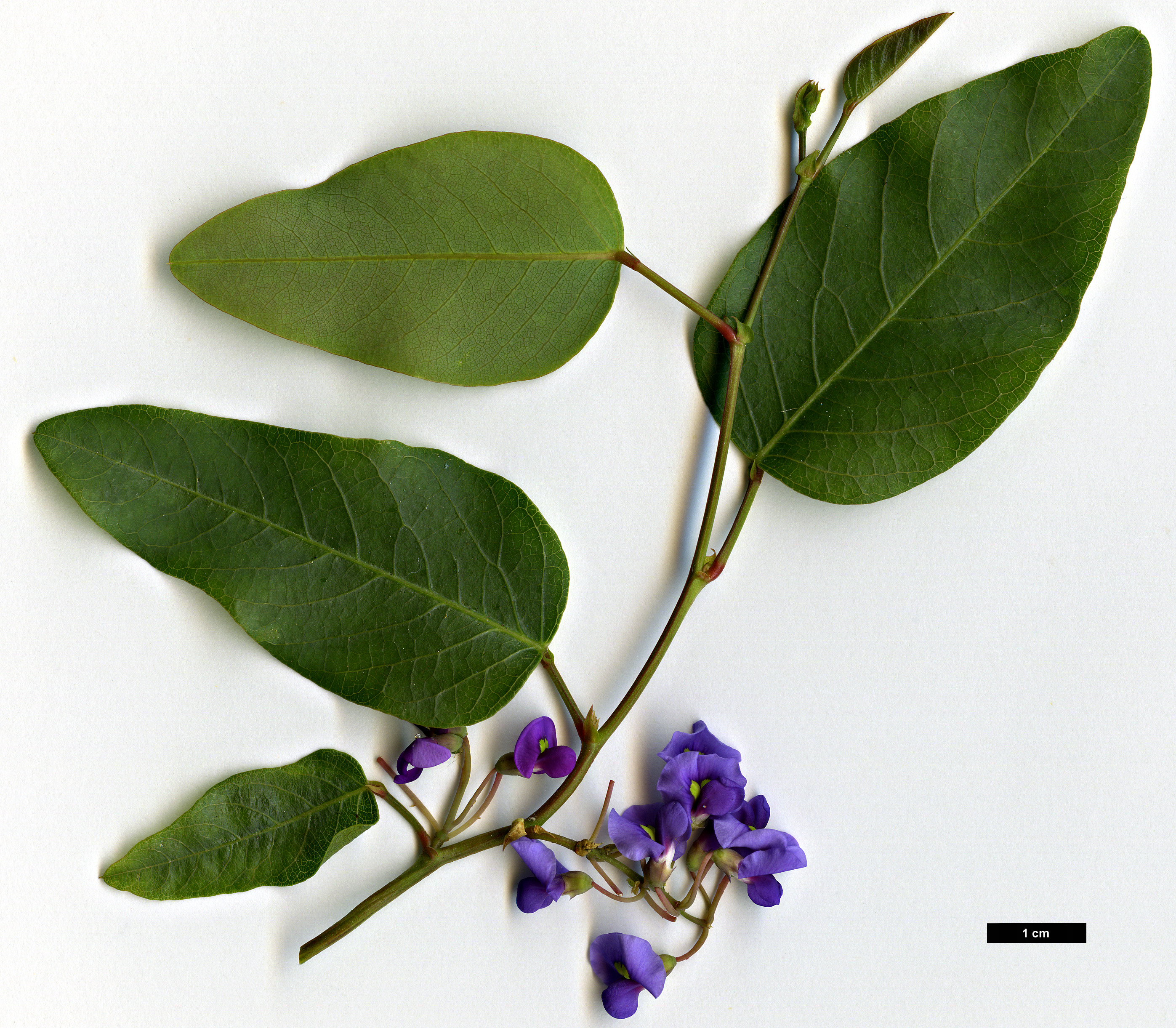 High resolution image: Family: Fabaceae - Genus: Hardenbergia - Taxon: violacea