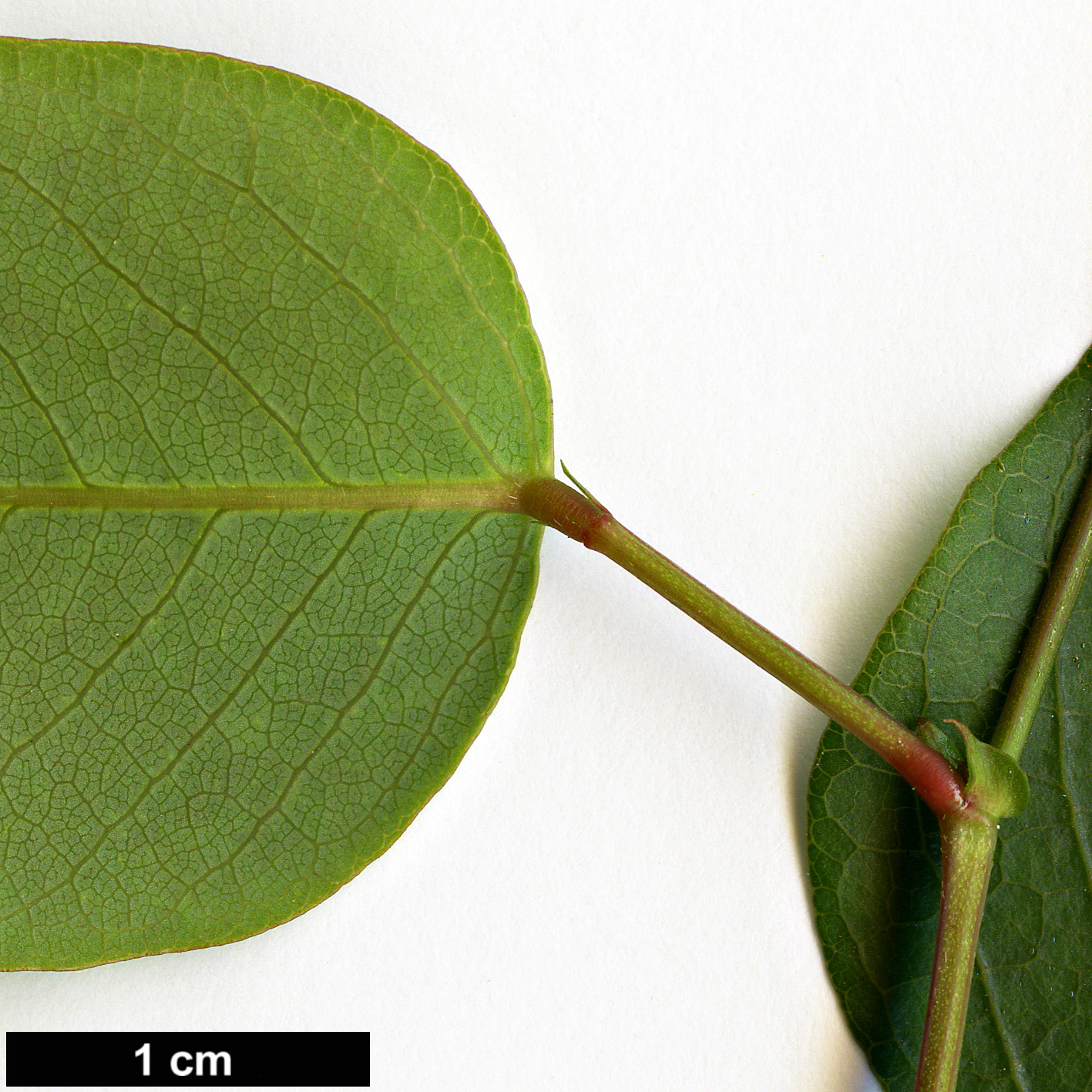 High resolution image: Family: Fabaceae - Genus: Hardenbergia - Taxon: violacea