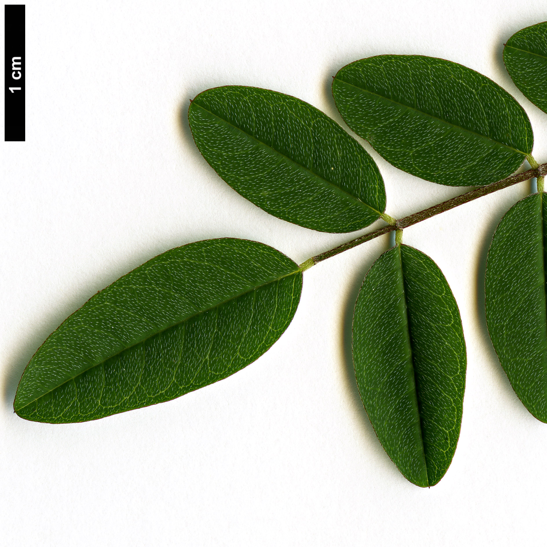 High resolution image: Family: Fabaceae - Genus: Indigofera - Taxon: amblyantha