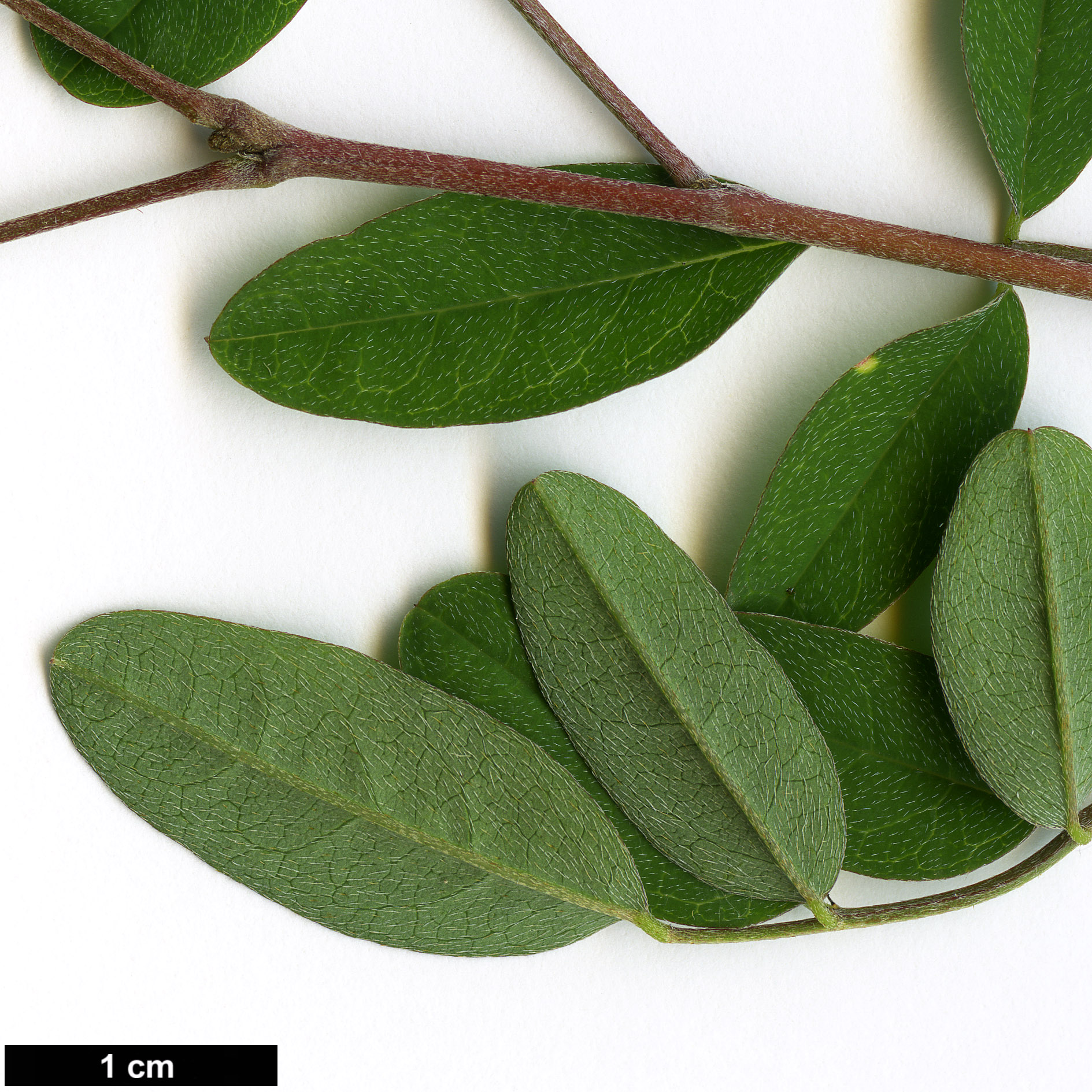 High resolution image: Family: Fabaceae - Genus: Indigofera - Taxon: amblyantha