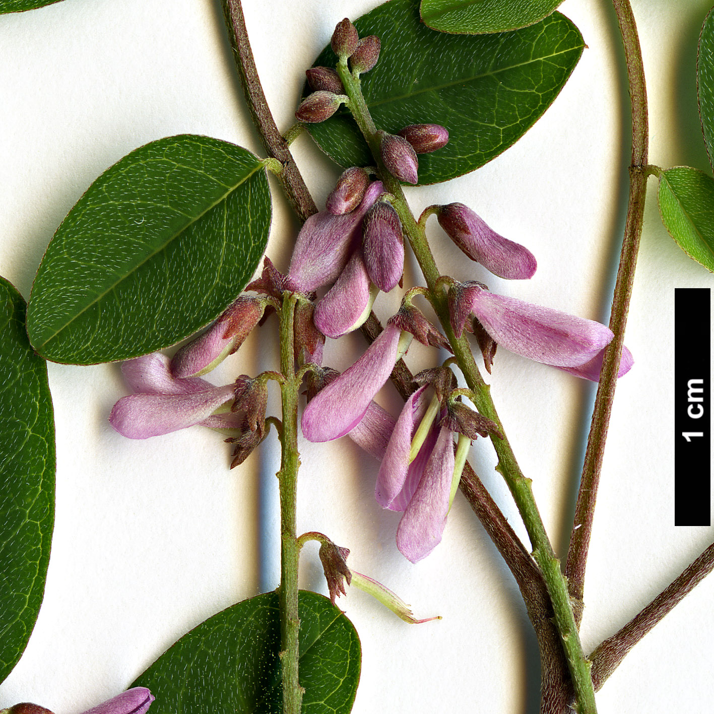 High resolution image: Family: Fabaceae - Genus: Indigofera - Taxon: amblyantha