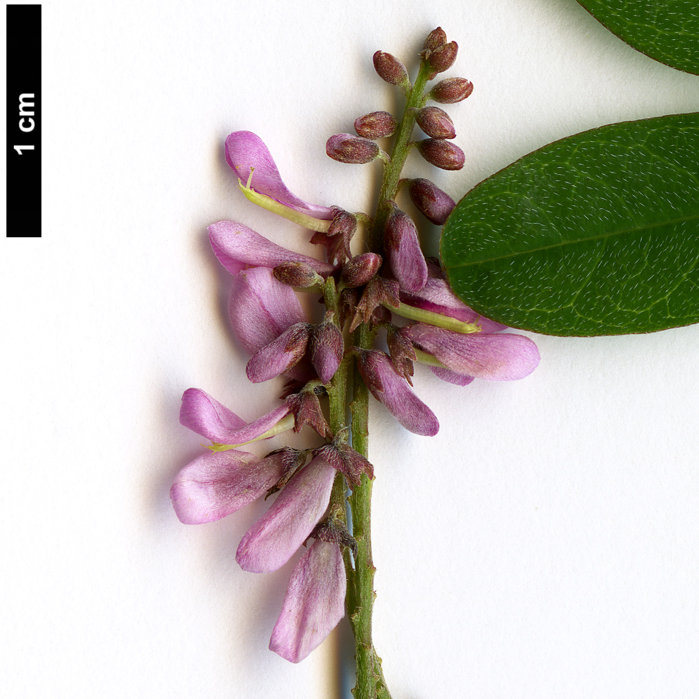 High resolution image: Family: Fabaceae - Genus: Indigofera - Taxon: amblyantha