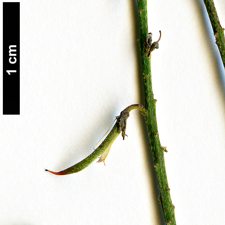 High resolution image: Family: Fabaceae - Genus: Indigofera - Taxon: amblyantha