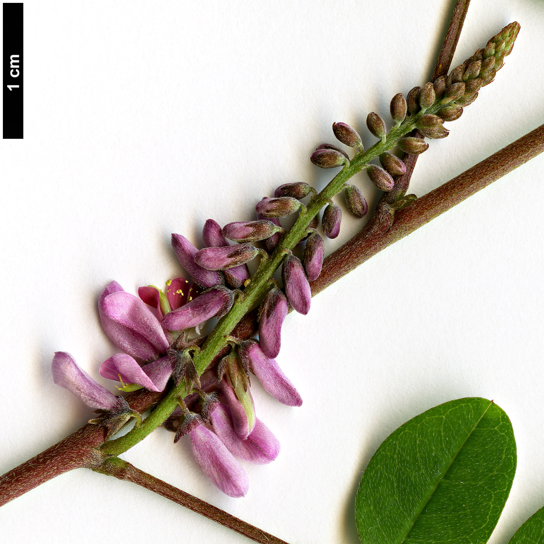 High resolution image: Family: Fabaceae - Genus: Indigofera - Taxon: amblyantha