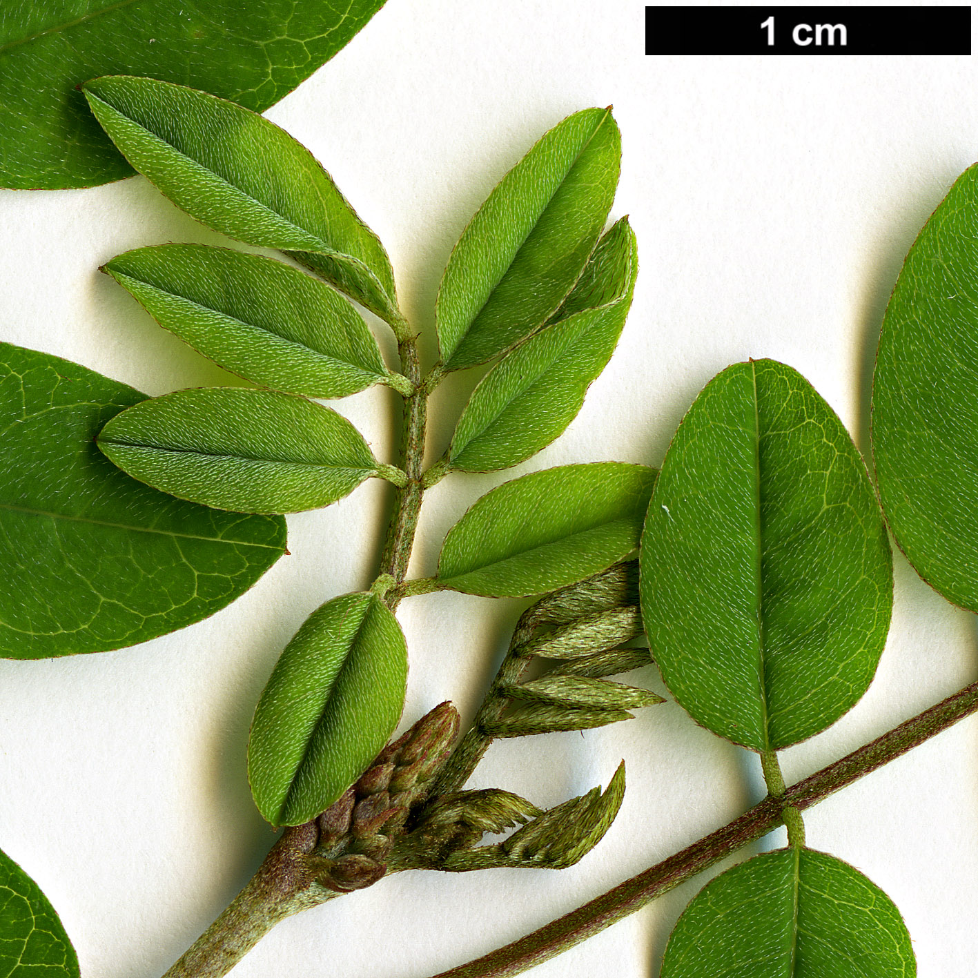 High resolution image: Family: Fabaceae - Genus: Indigofera - Taxon: amblyantha