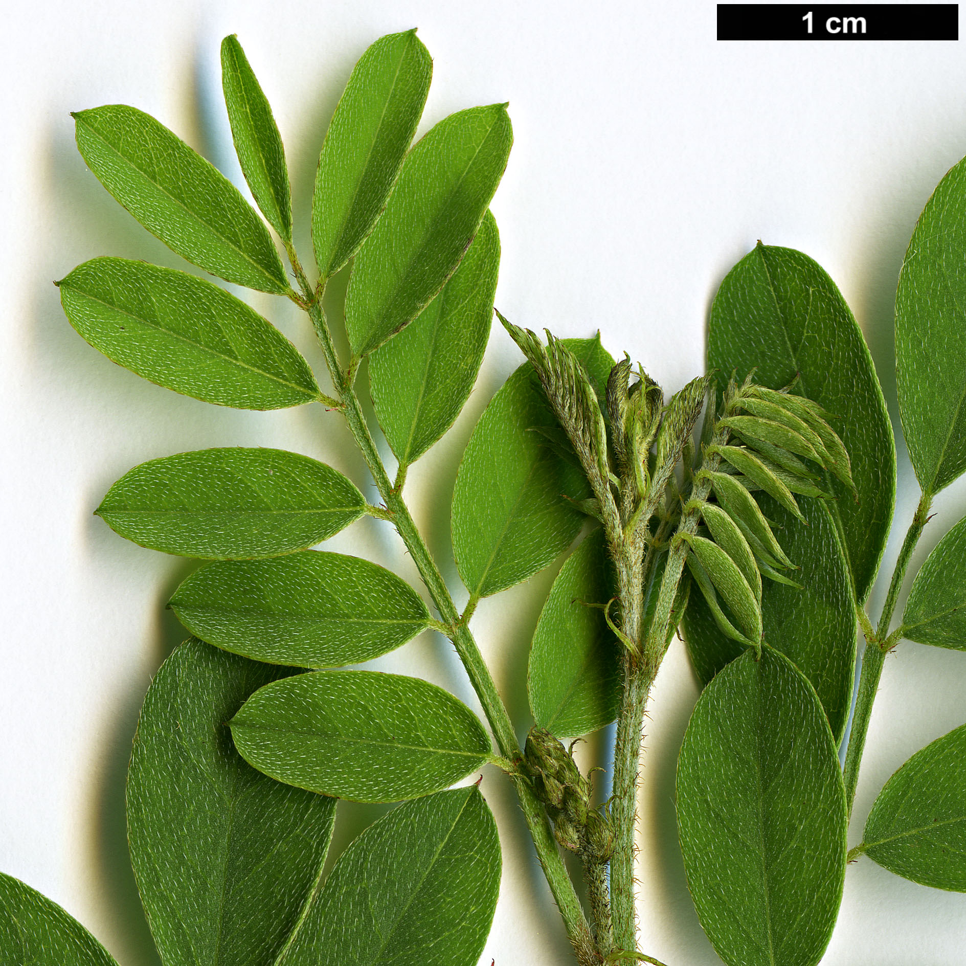 High resolution image: Family: Fabaceae - Genus: Indigofera - Taxon: australis
