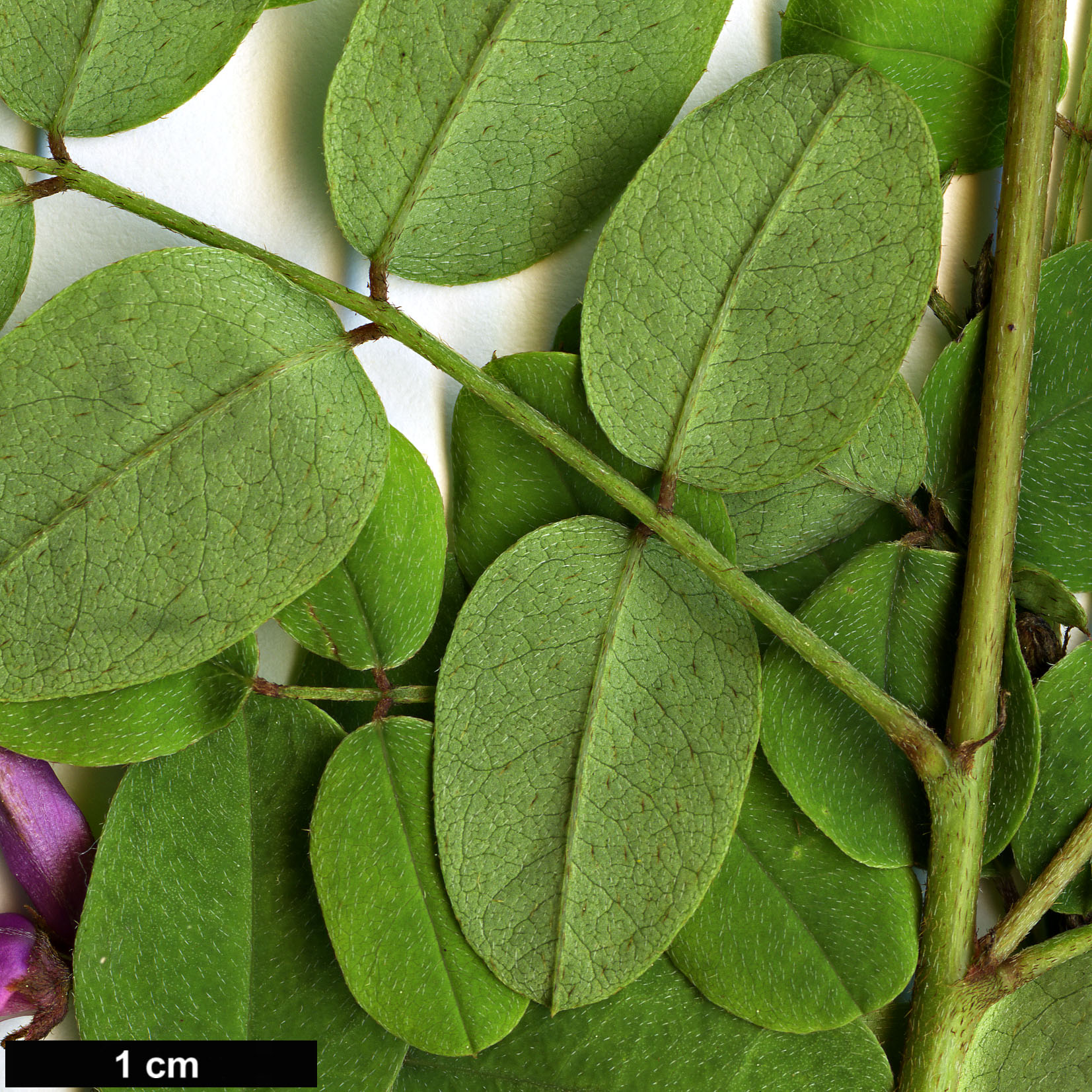 High resolution image: Family: Fabaceae - Genus: Indigofera - Taxon: hancockii