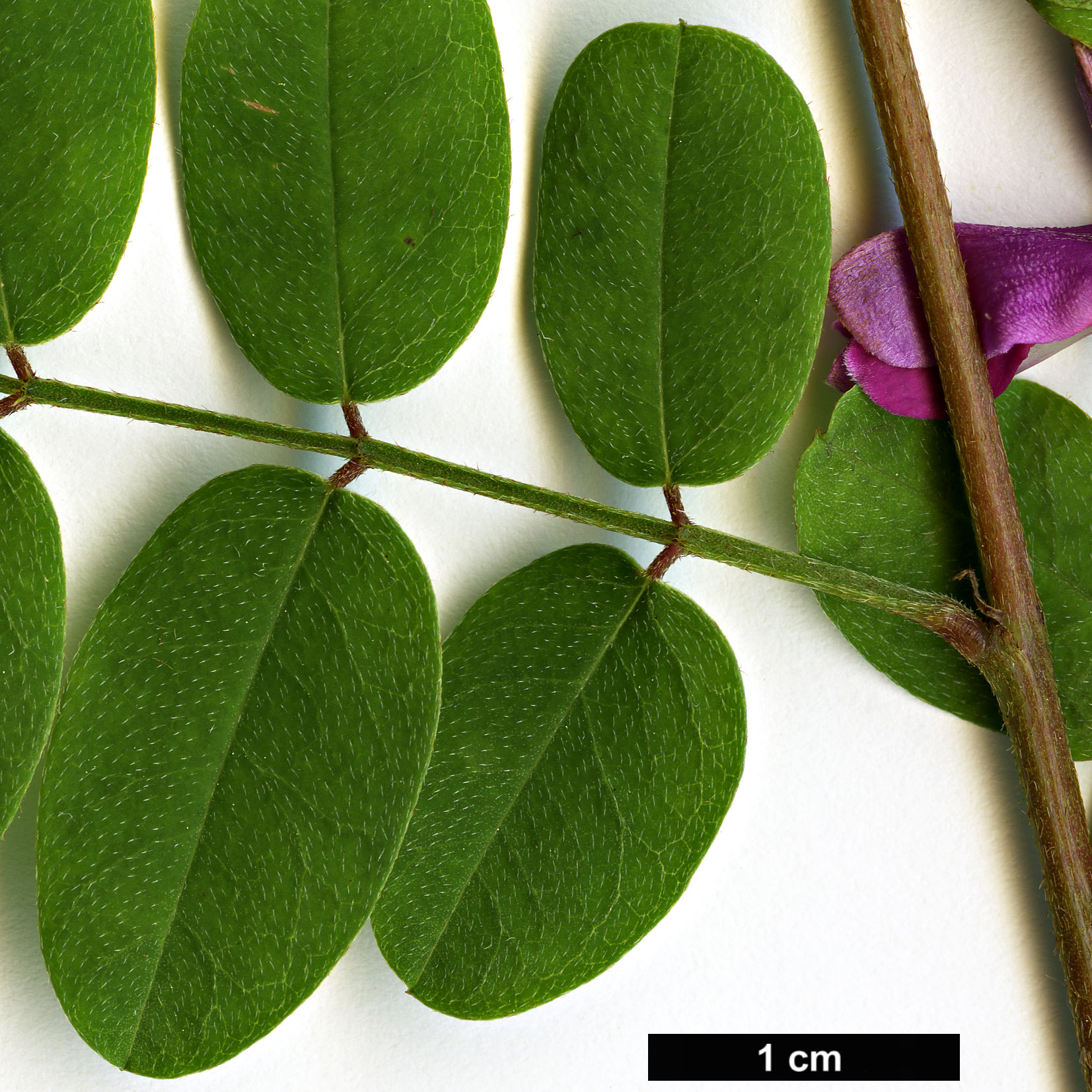 High resolution image: Family: Fabaceae - Genus: Indigofera - Taxon: hancockii