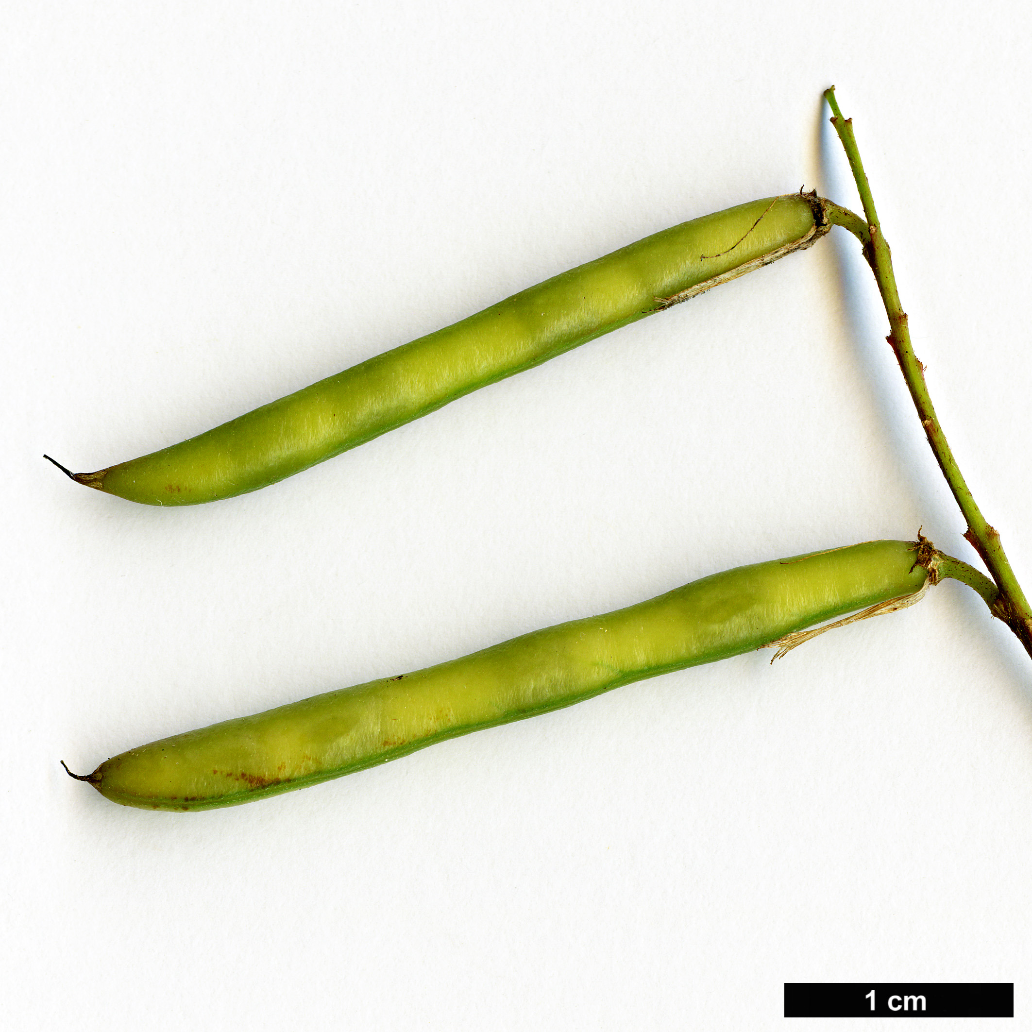 High resolution image: Family: Fabaceae - Genus: Indigofera - Taxon: himalayensis
