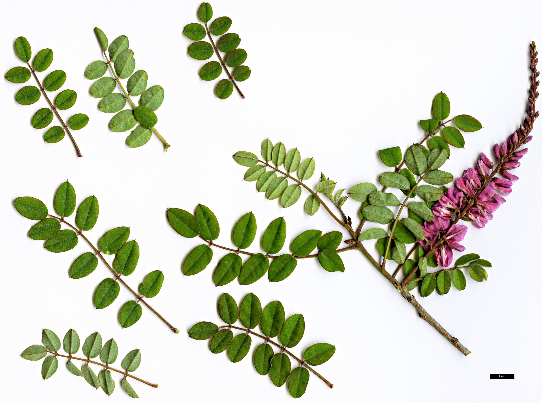 High resolution image: Family: Fabaceae - Genus: Indigofera - Taxon: howellii