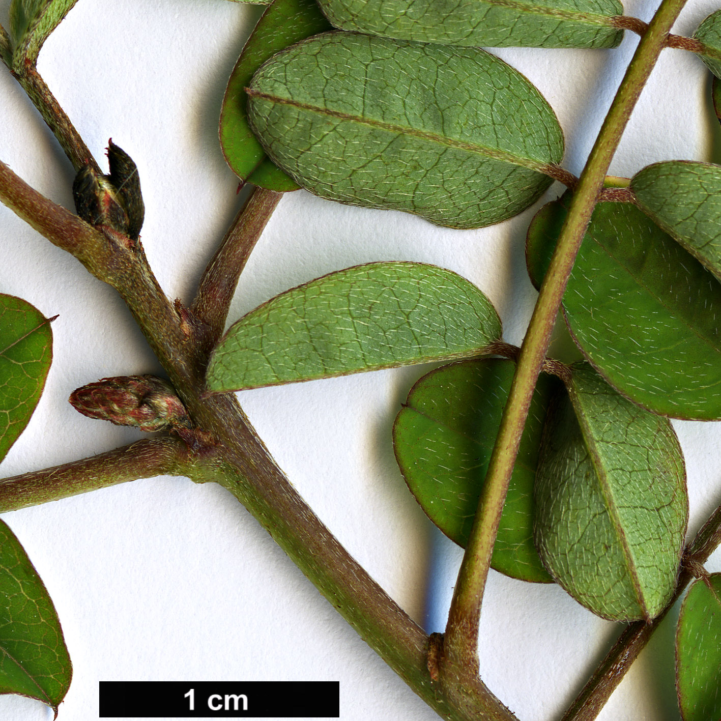 High resolution image: Family: Fabaceae - Genus: Indigofera - Taxon: howellii