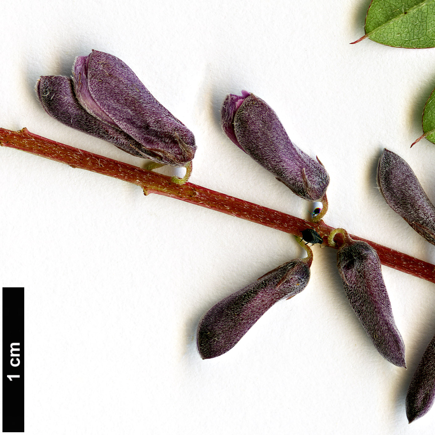 High resolution image: Family: Fabaceae - Genus: Indigofera - Taxon: pendula