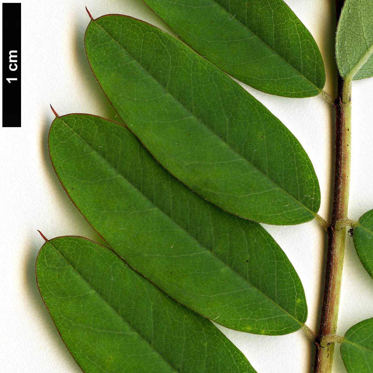 High resolution image: Family: Fabaceae - Genus: Indigofera - Taxon: pendula