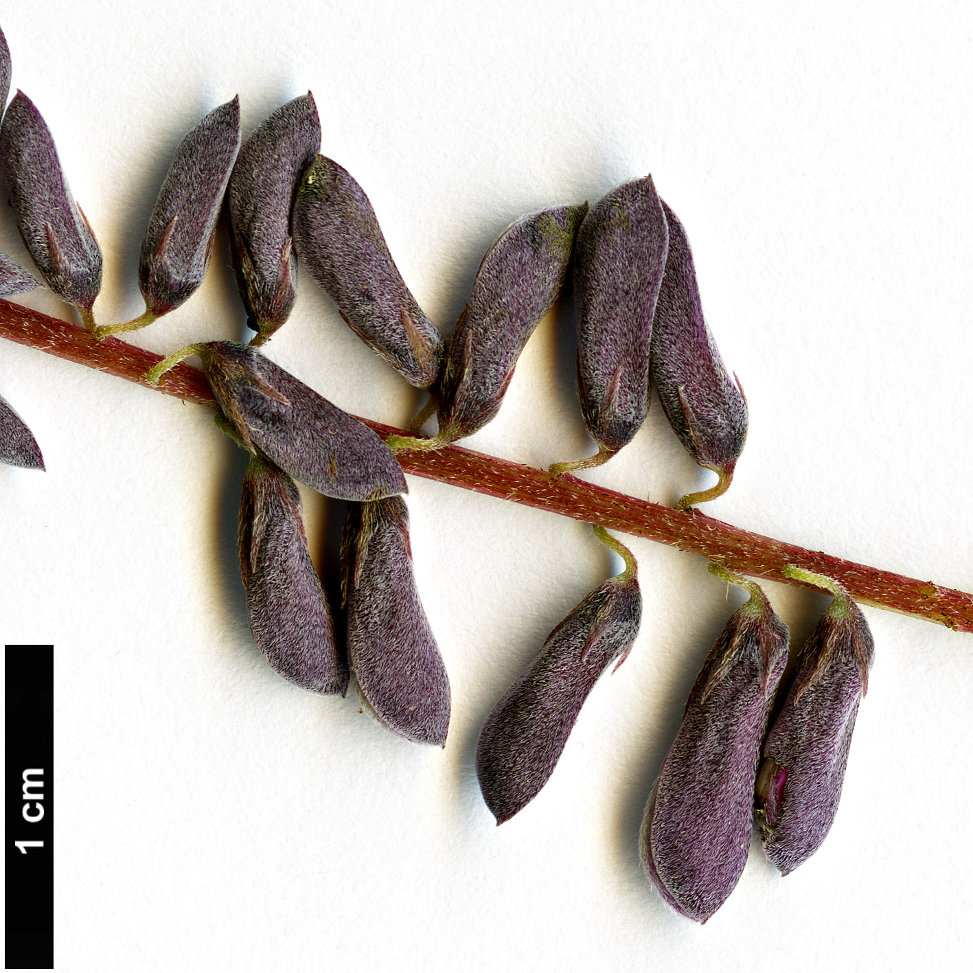 High resolution image: Family: Fabaceae - Genus: Indigofera - Taxon: pendula